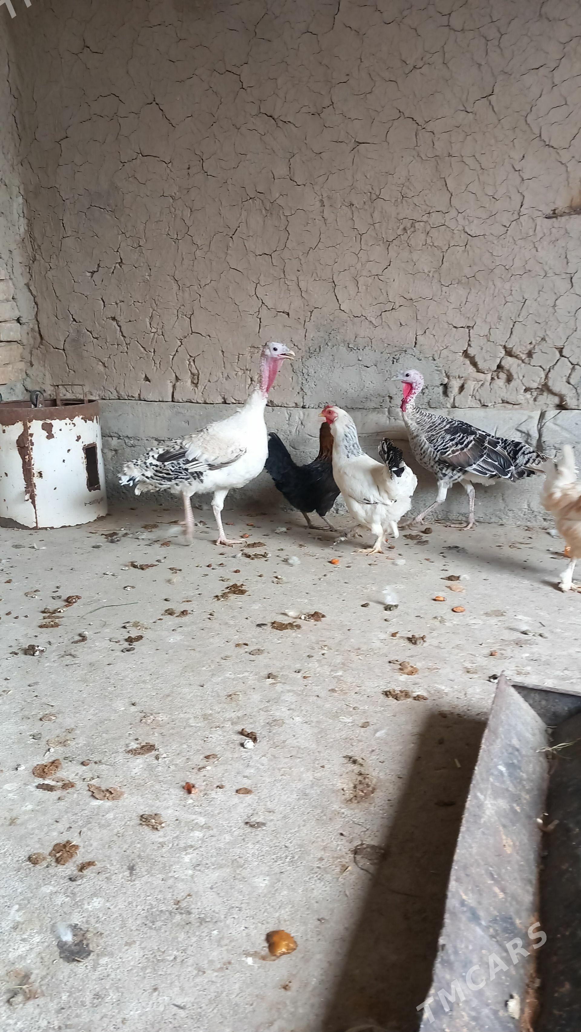 MAKI INDUKLAR - Kaka - img 1
