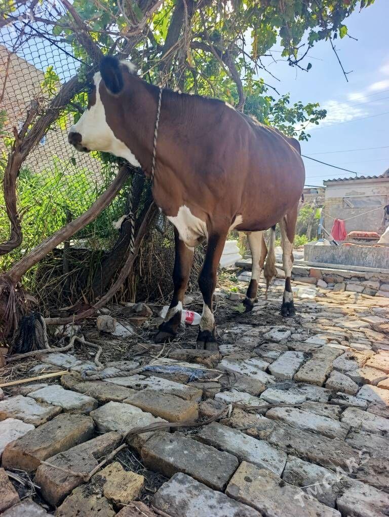 yetik boğaz - Türkmenabat - img 1
