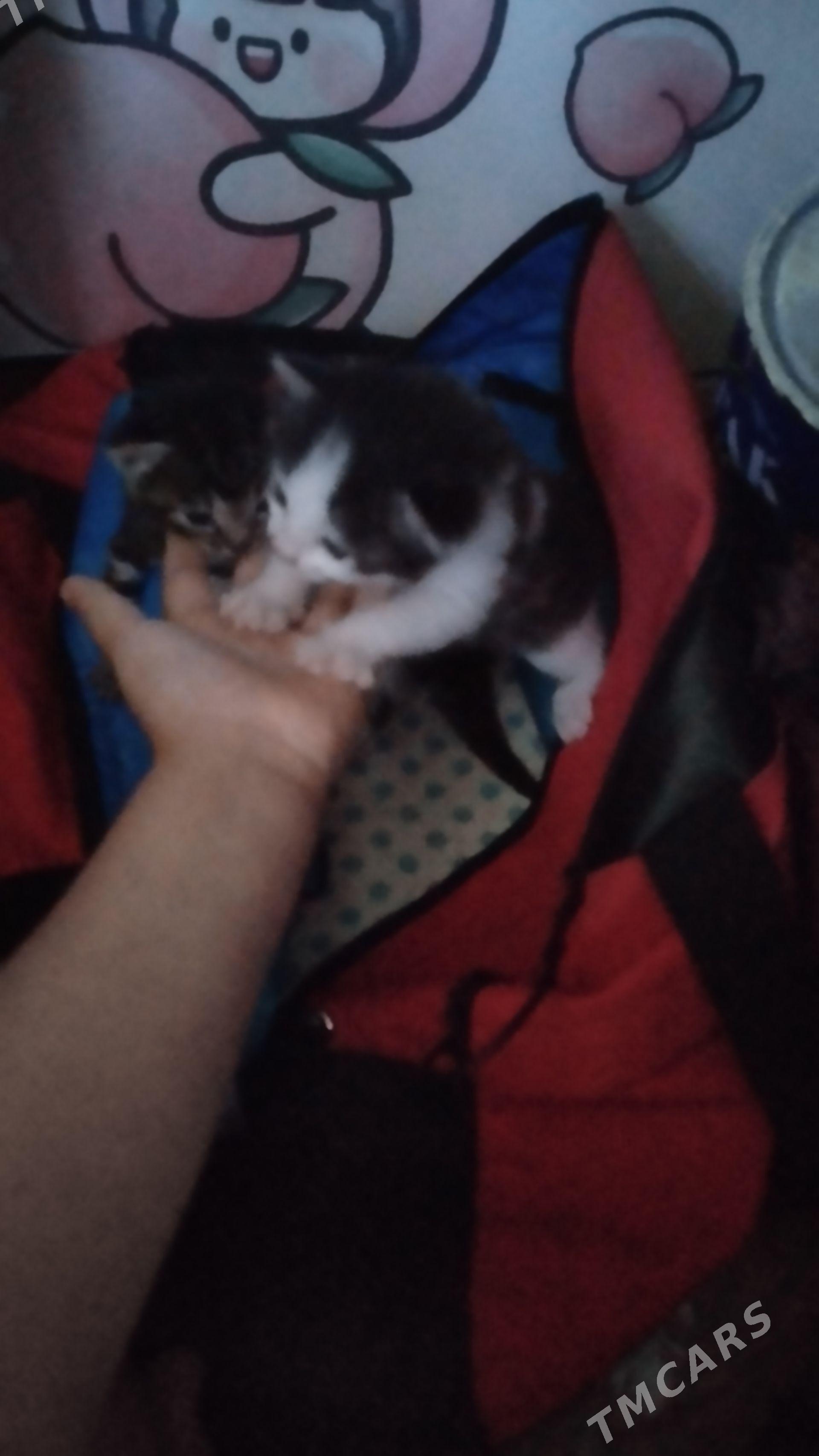 Котята - Туркменбаши - img 1