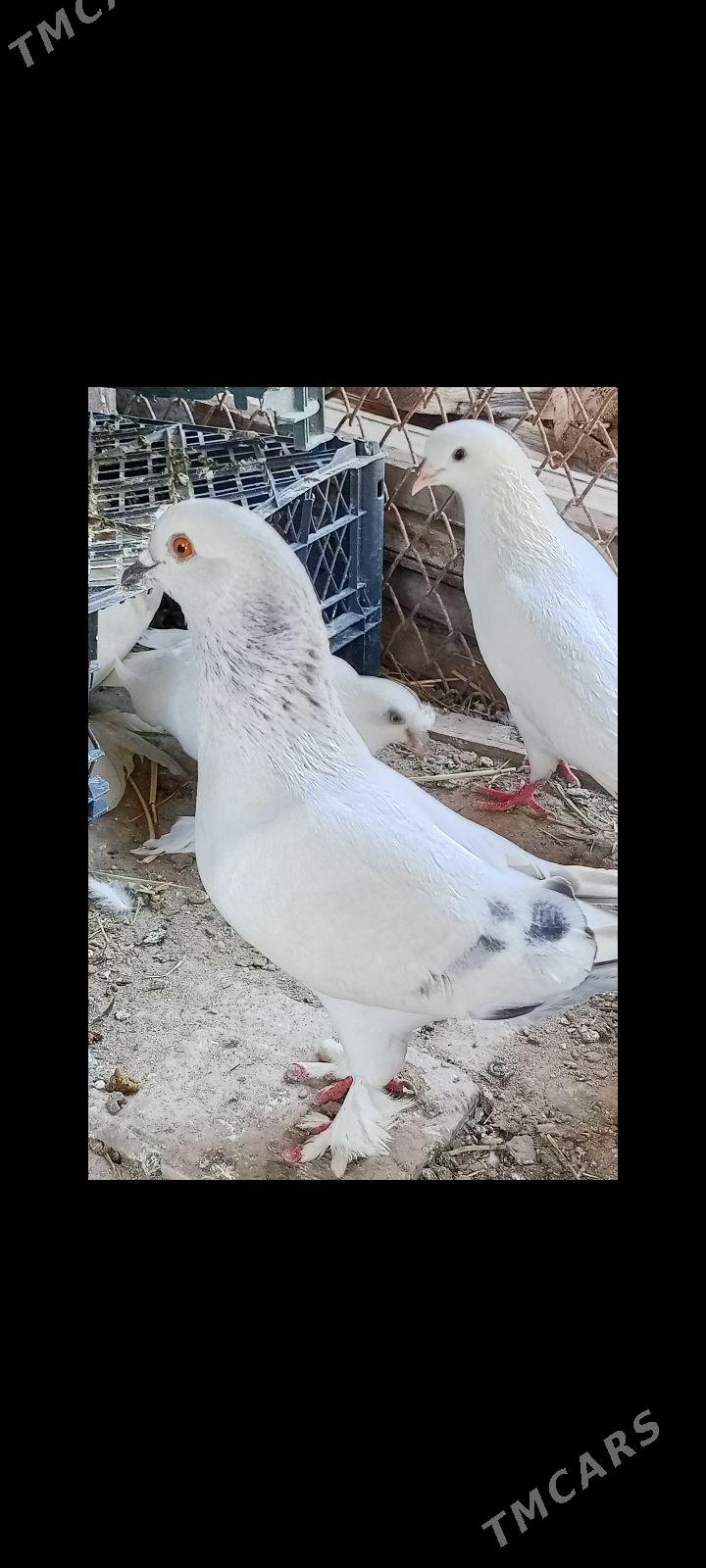 Kepder - Türkmenabat - img 1