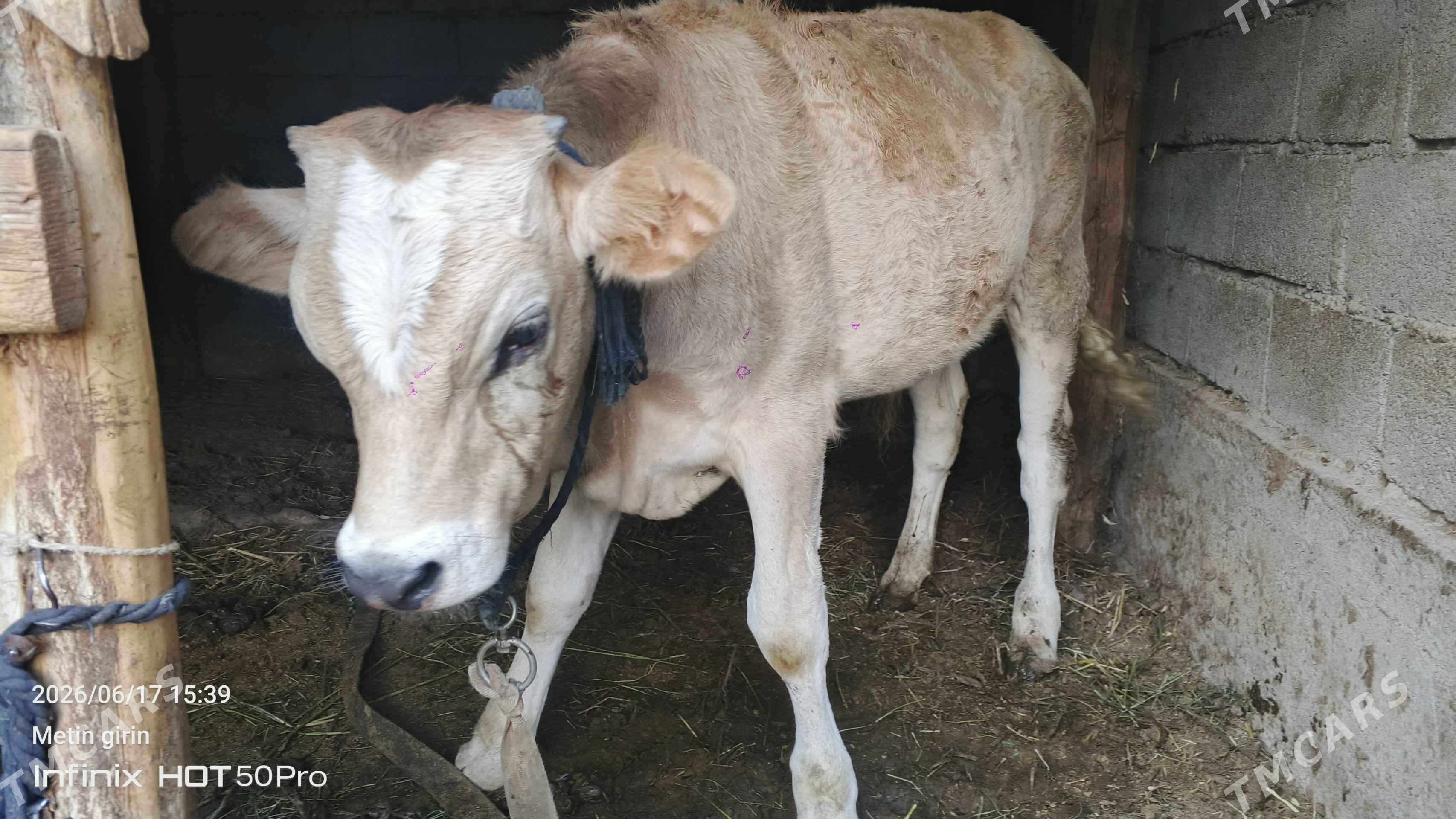 ÖTÜZCE 7 AÝLYK ÝERLI MAL TOHUM - Gökdepe - img 1
