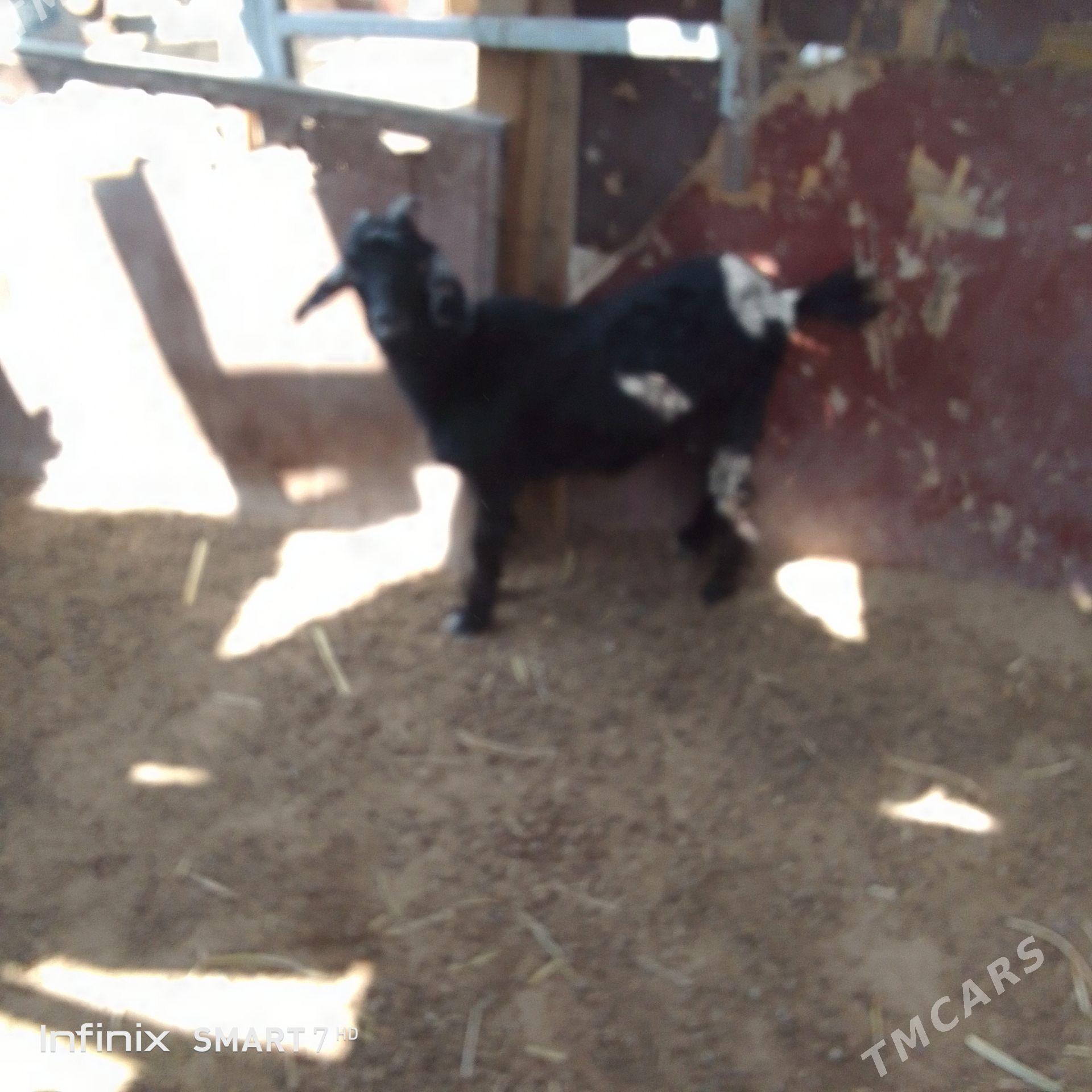 cebis - Балканабат - img 1