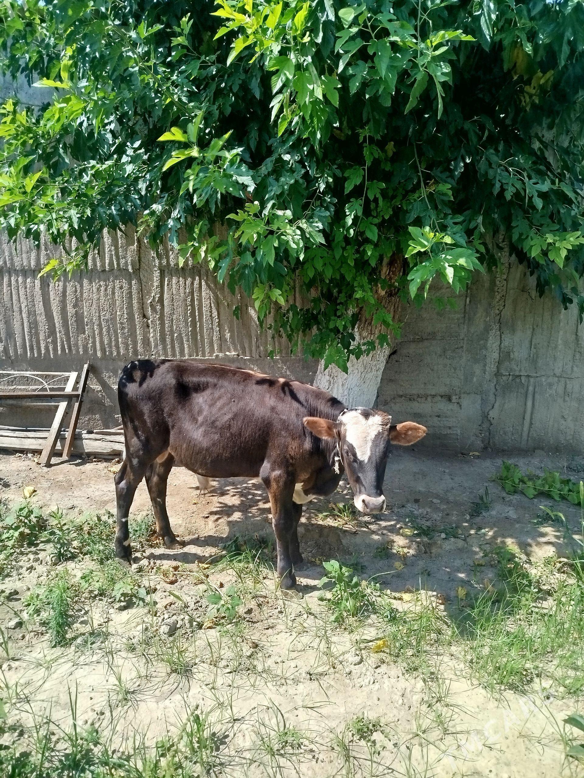 okuzce siwes - Гёкдже - img 1