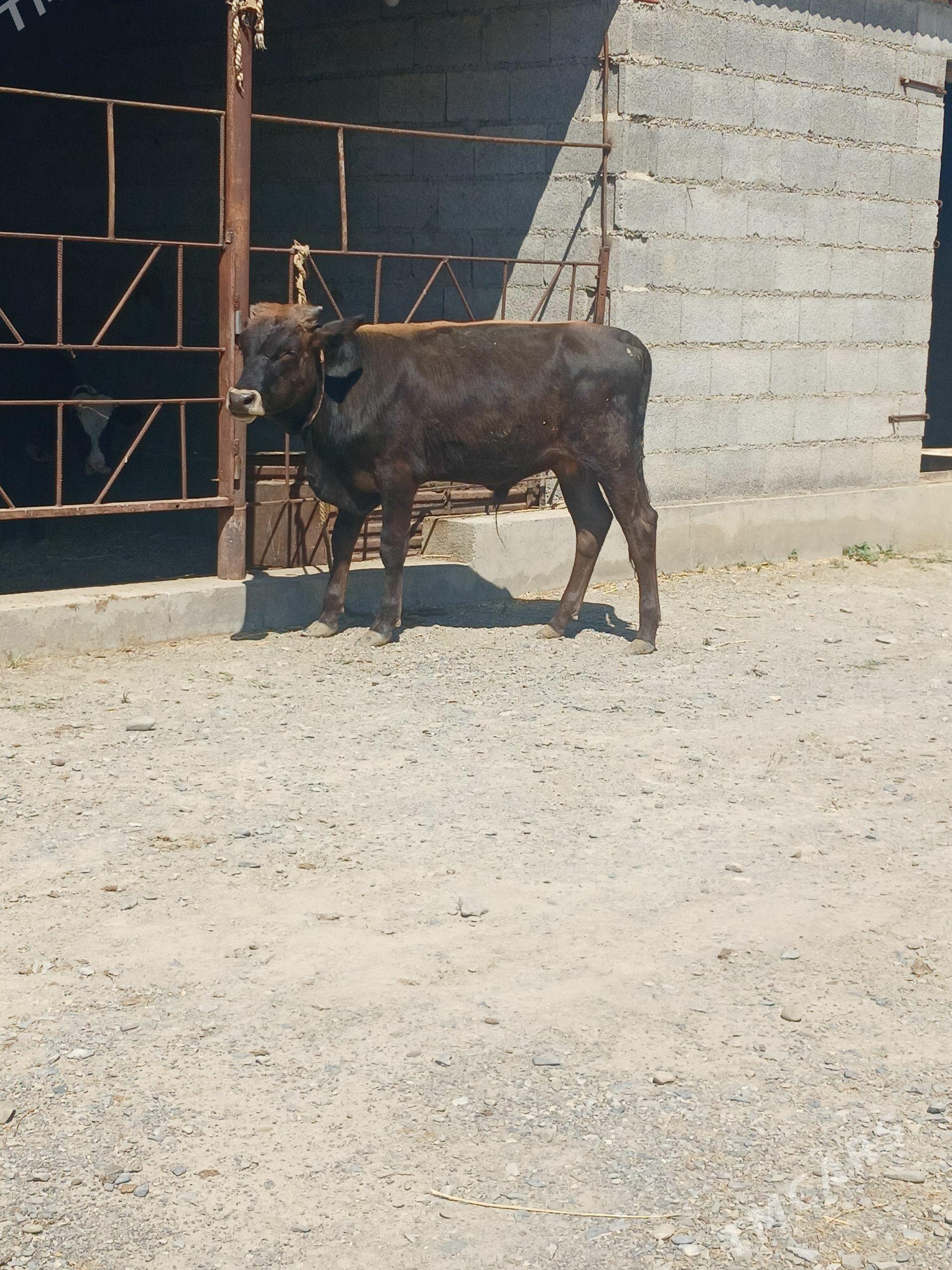 okuzce - Бахарден - img 1