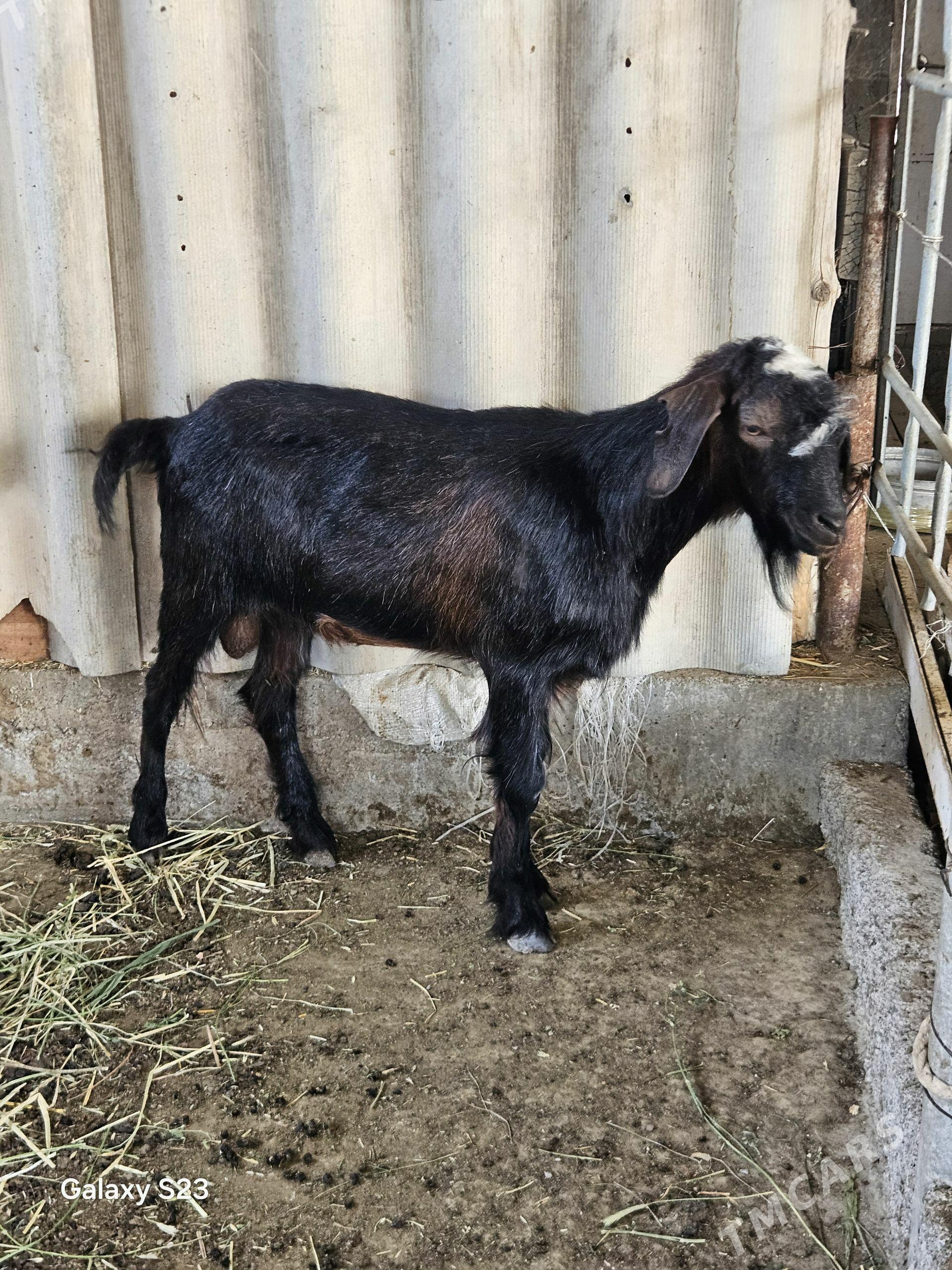 geci - Гёкдепе - img 1