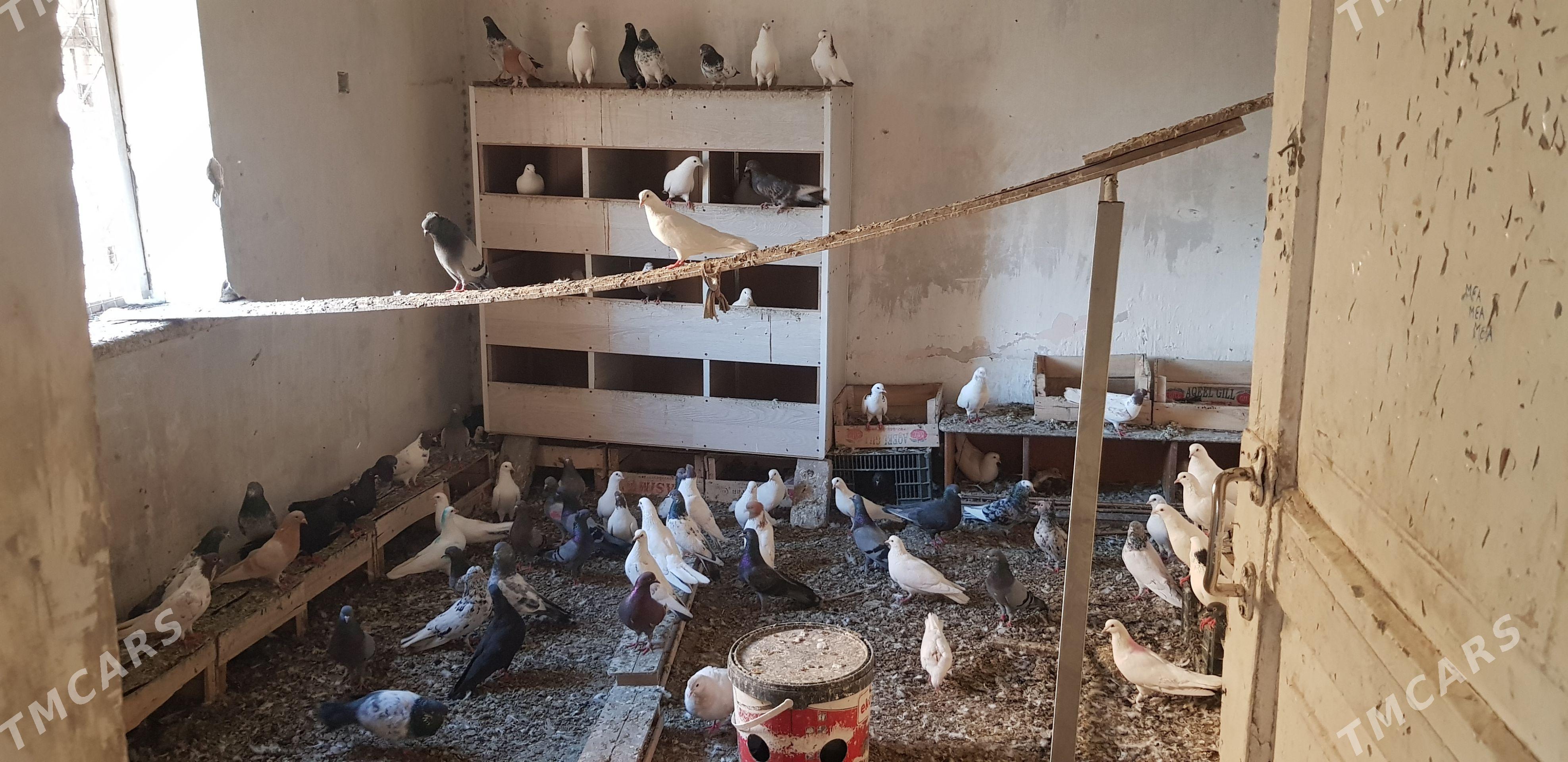 kepder - Türkmenabat - img 1