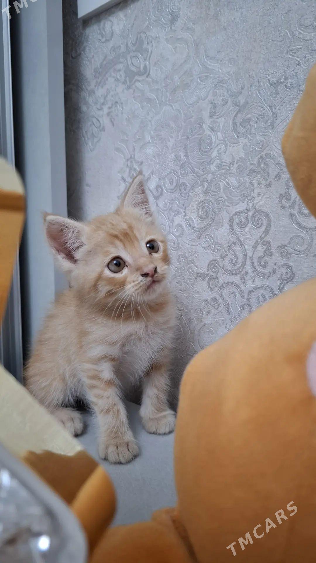 котенок - Türkmenabat - img 1