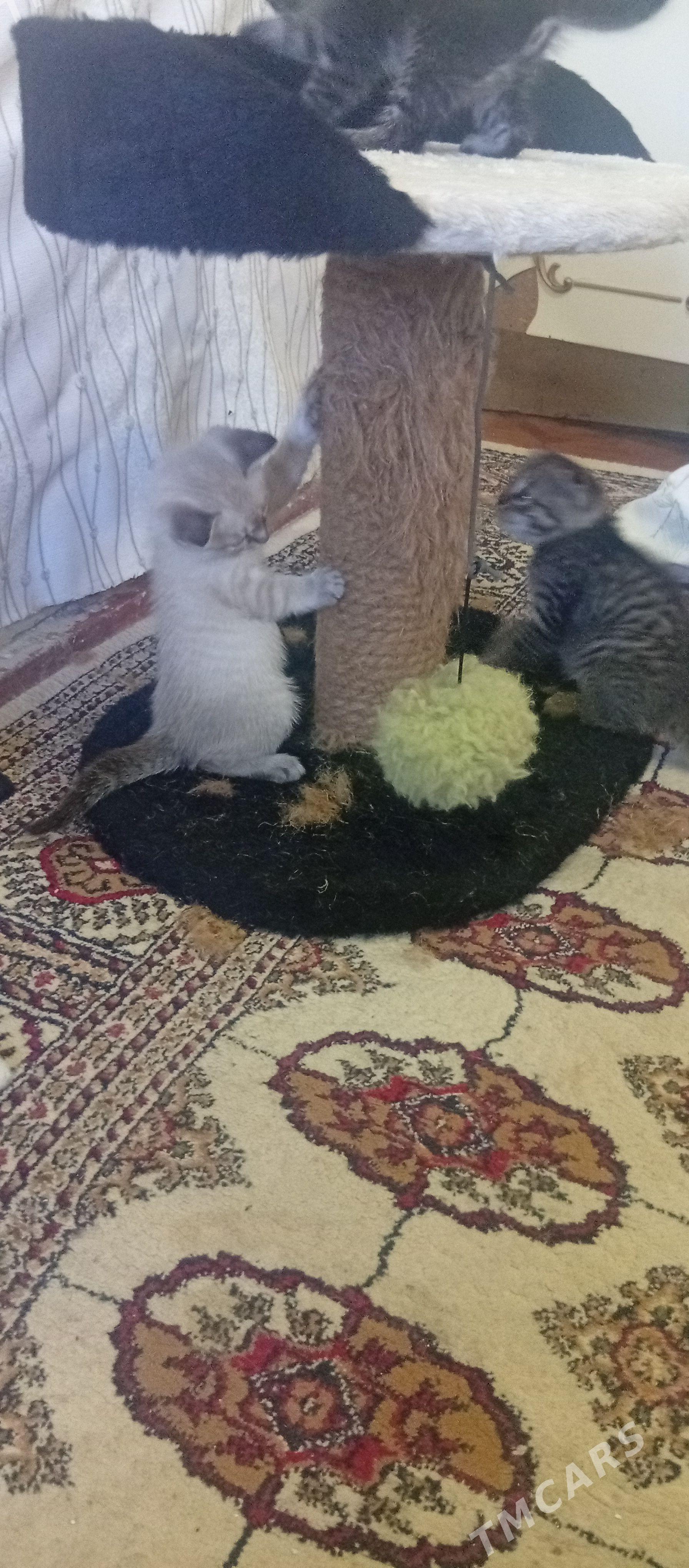 котята - Мары - img 1