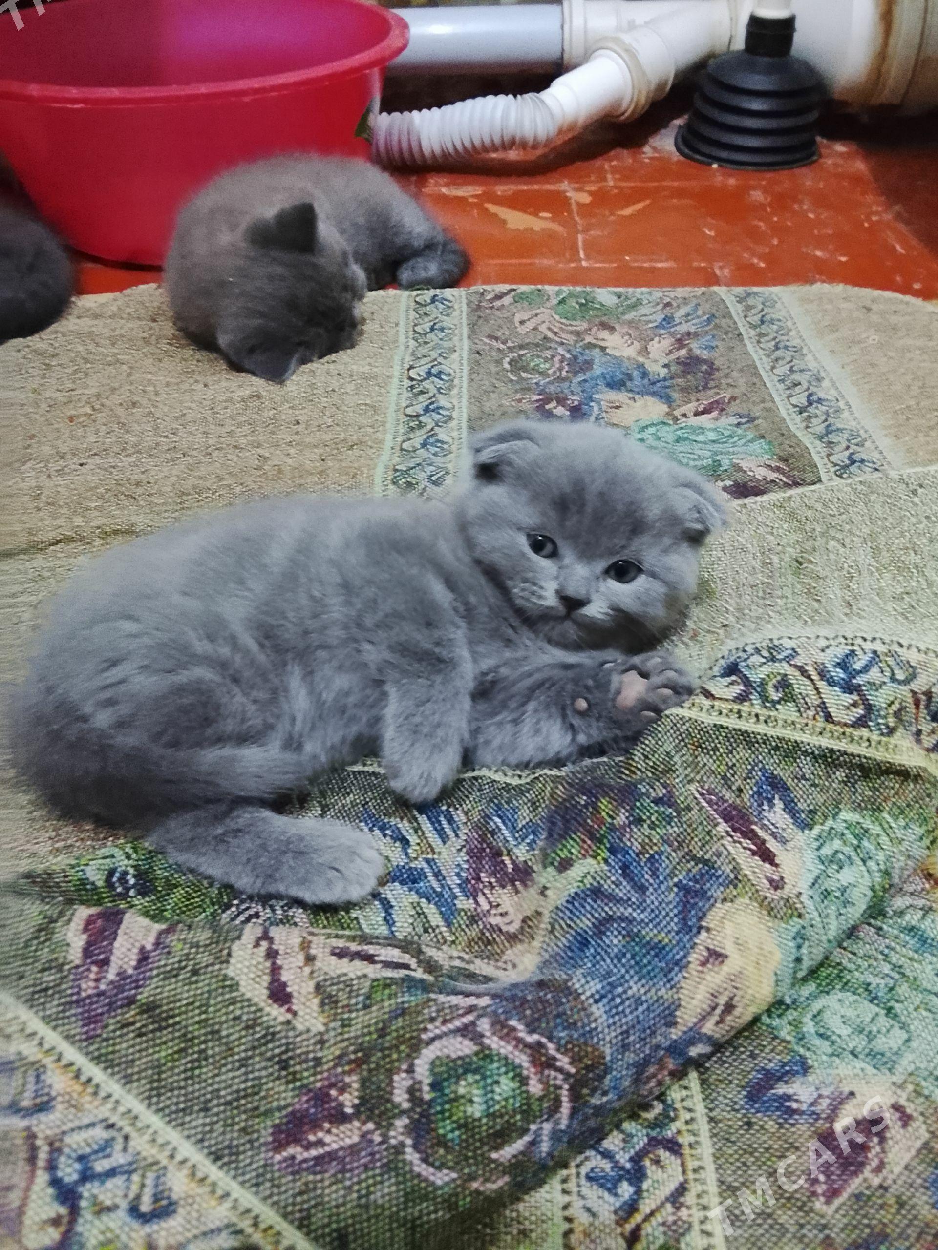 Котёнок - Mary - img 1
