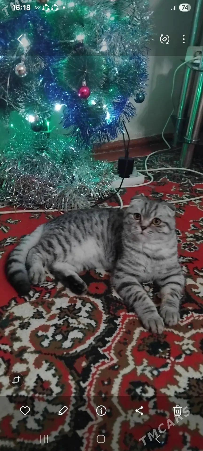 кот - Фарап - img 1