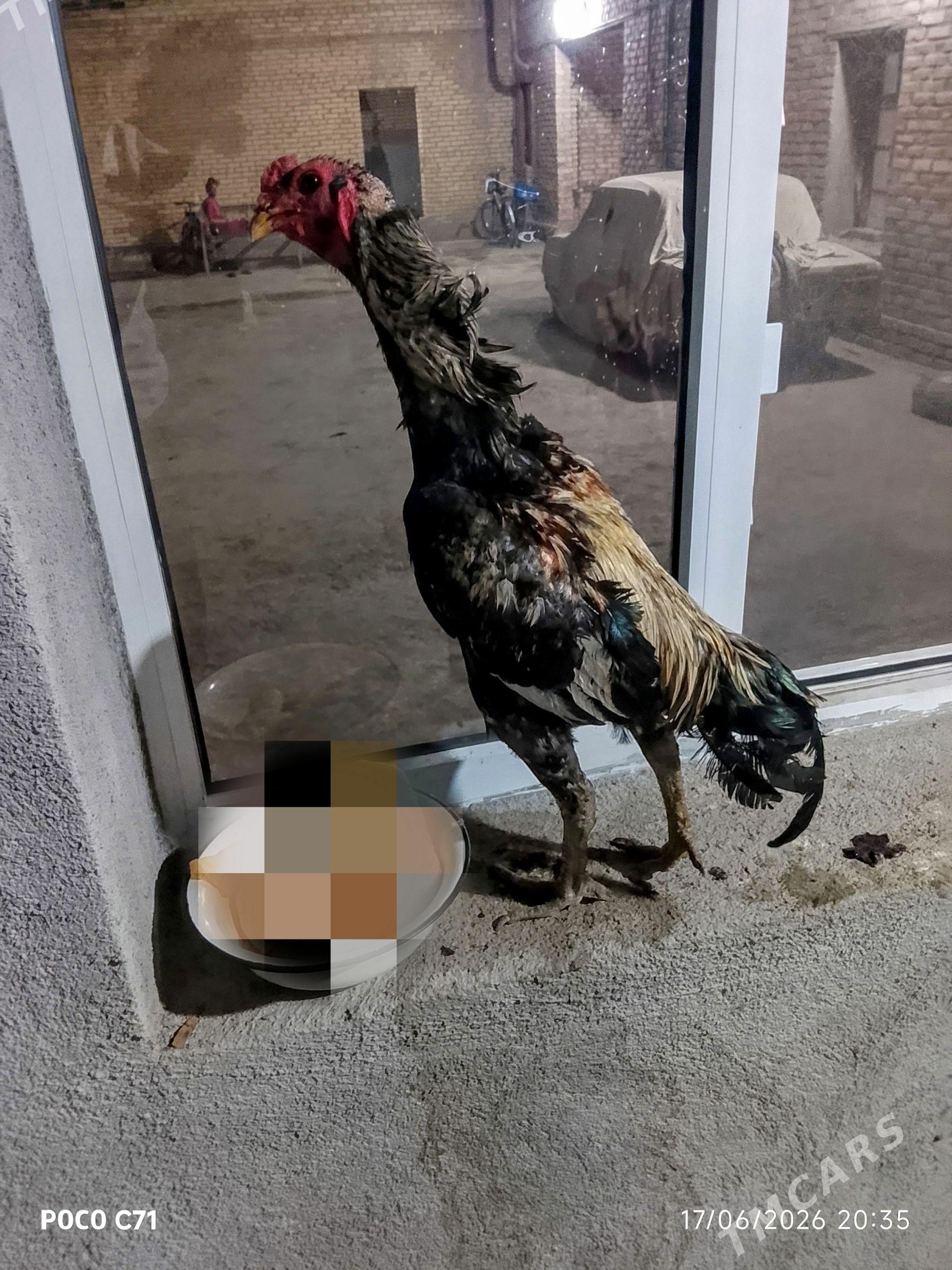 Baysok horaz - Çärjew - img 1