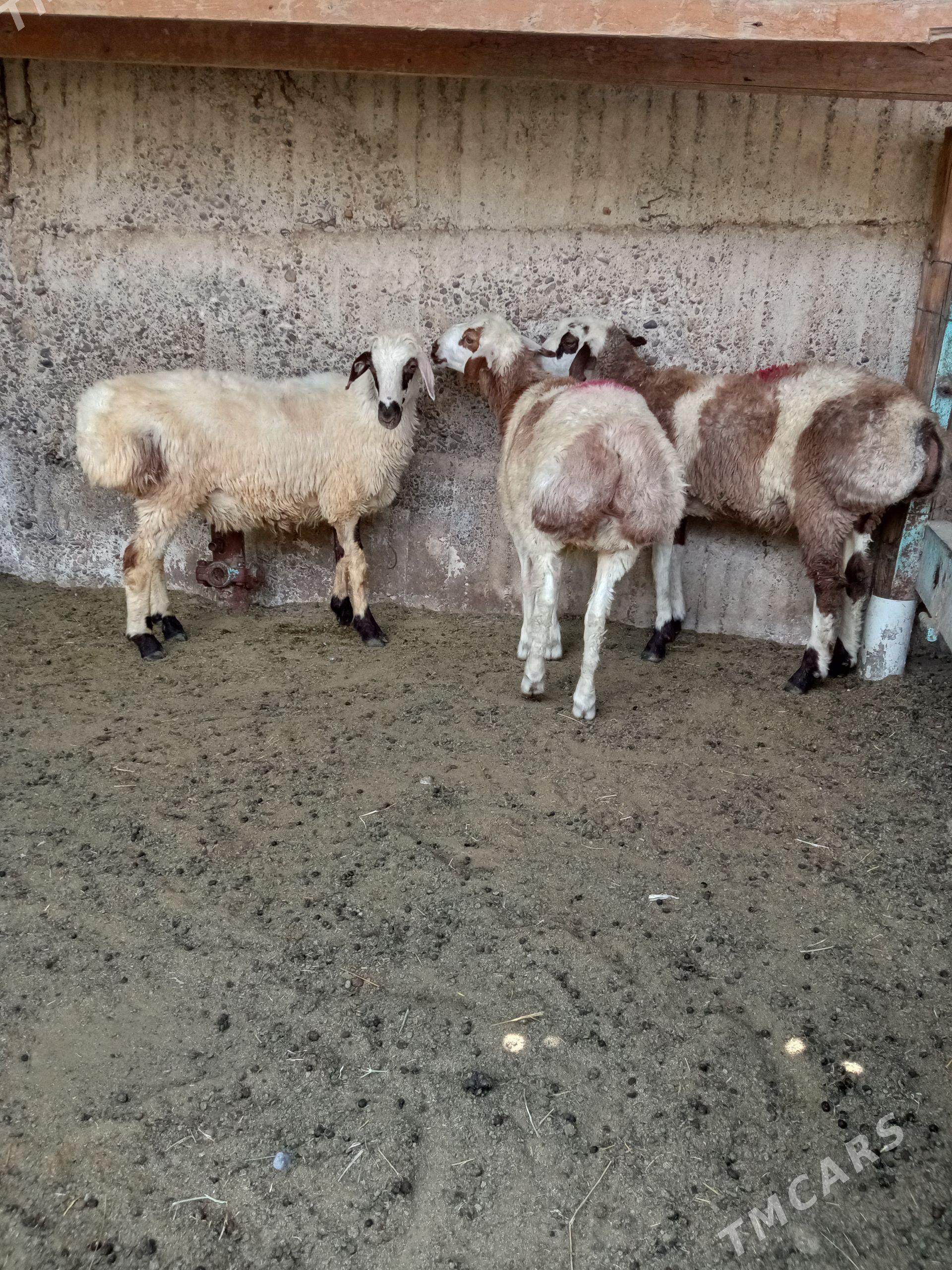 biçilen işşek - Aşgabat - img 1