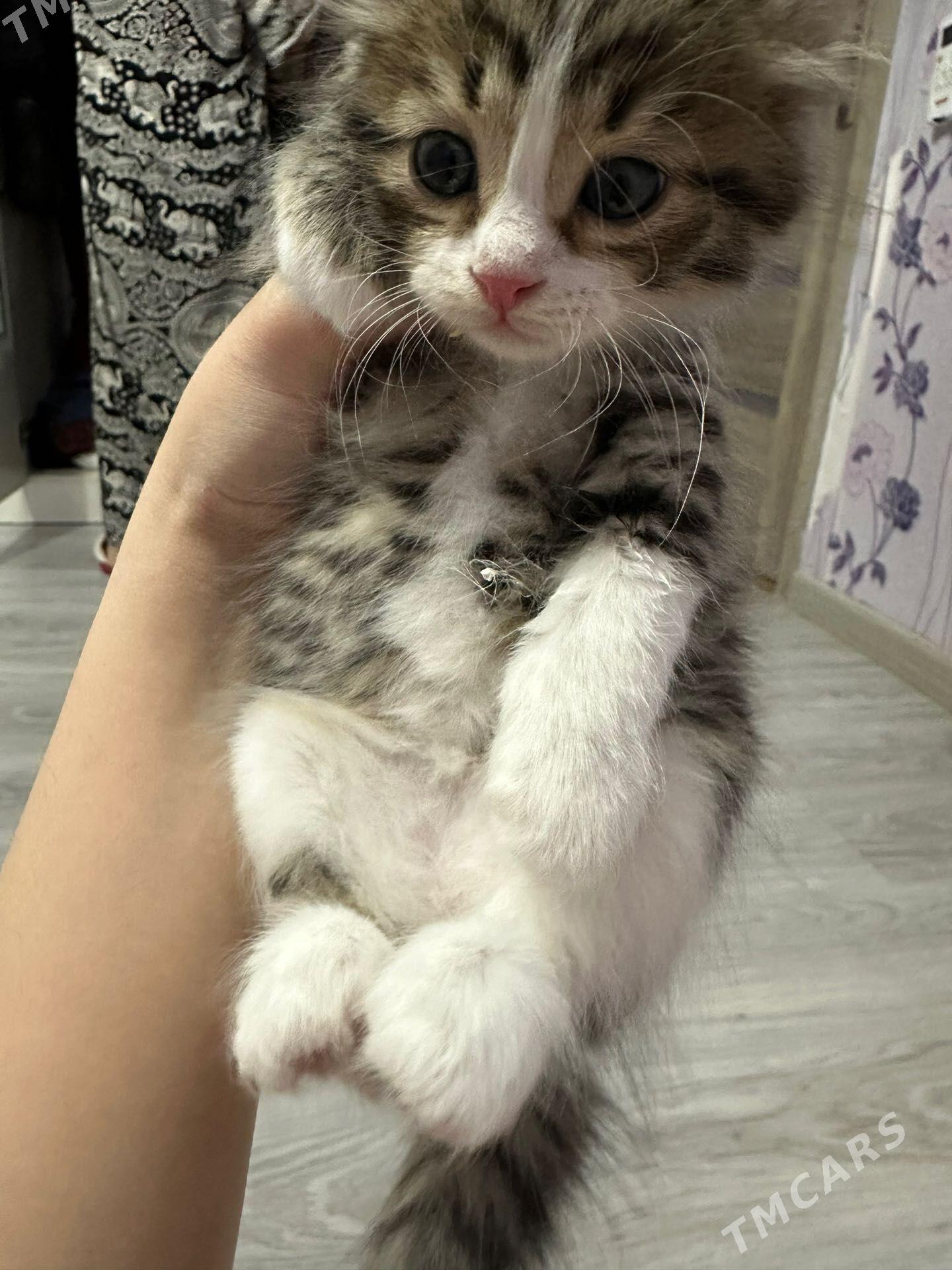 котенок - Aşgabat - img 1