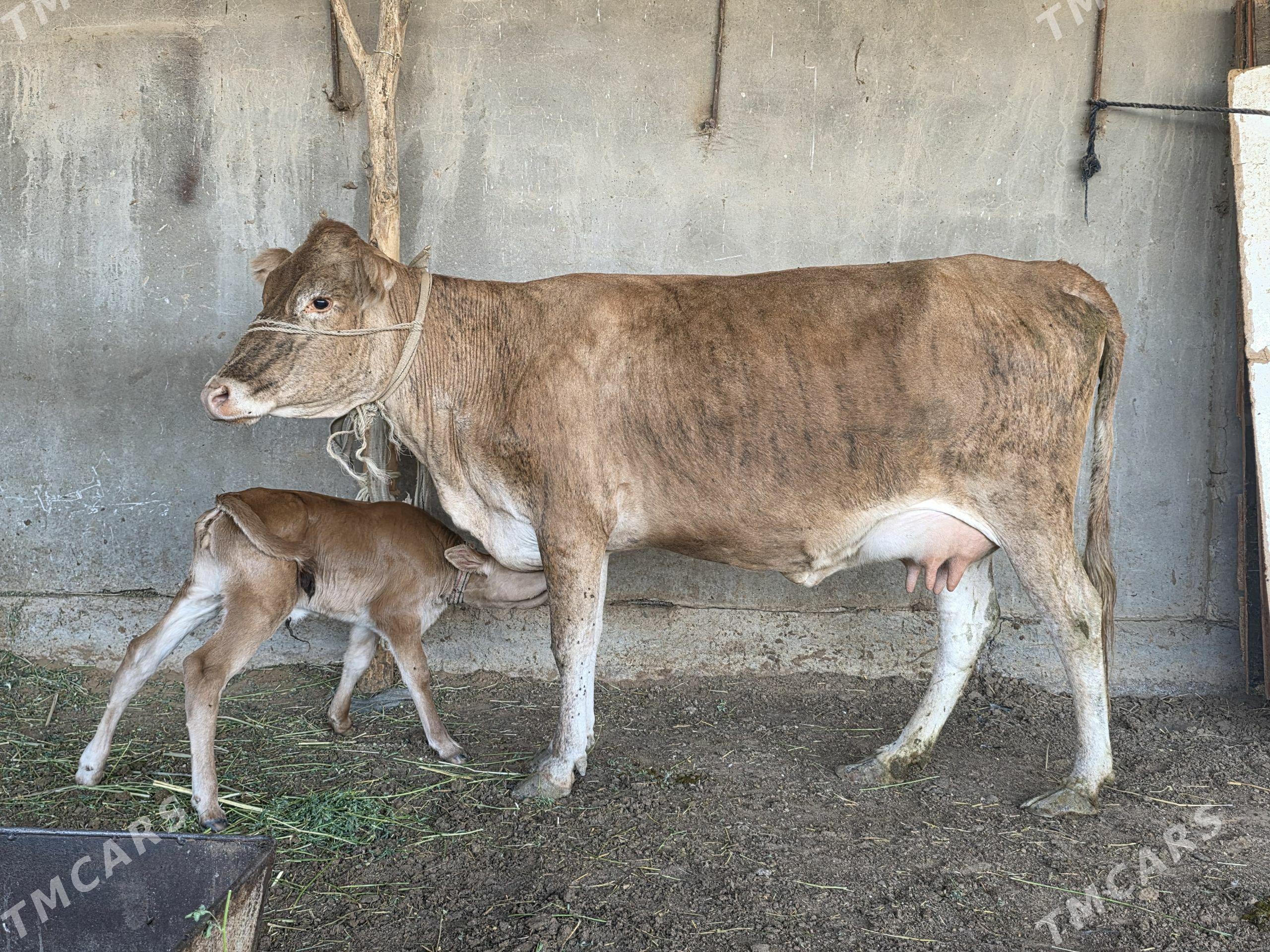 Göleli - Wekilbazar - img 1