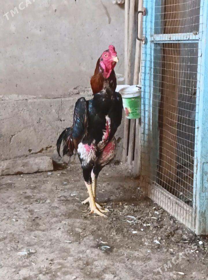 horaz - Daşoguz - img 1
