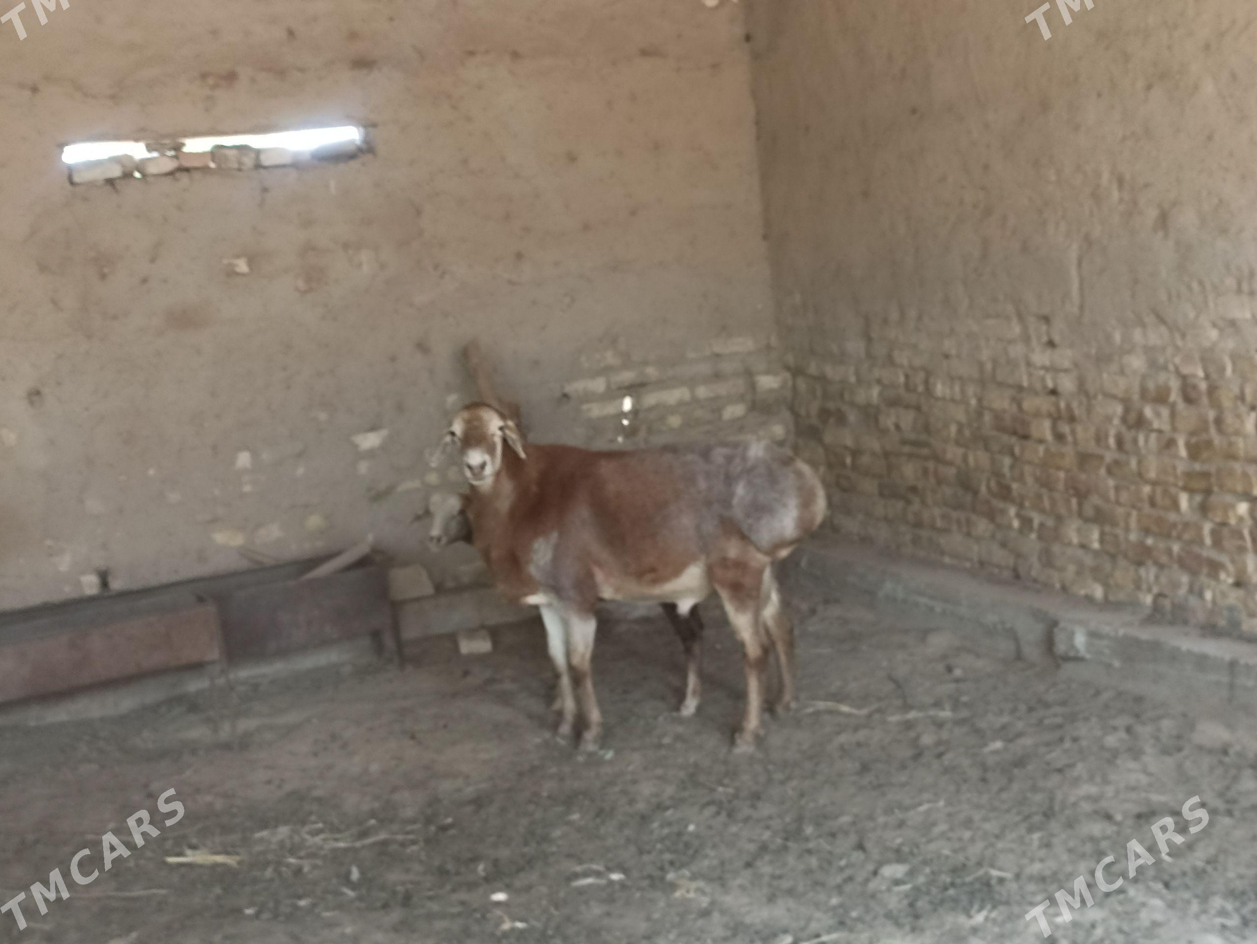 Gisar goç - Baýramaly - img 1