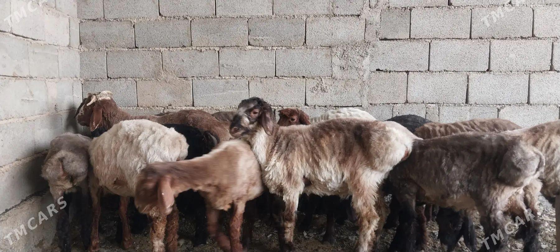 tokly işşek - Bagyr - img 1