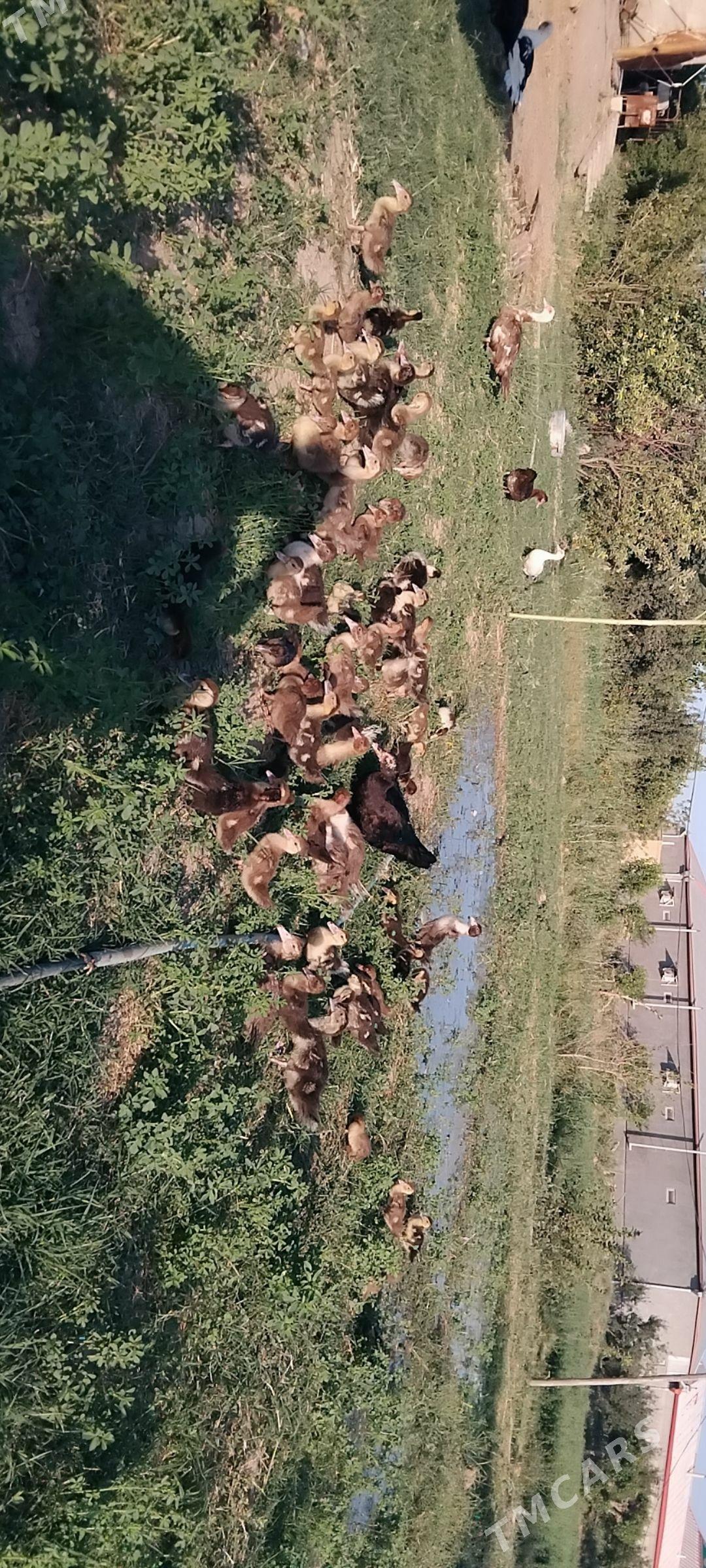 Ördek jüje indowyska - Байрамали - img 1