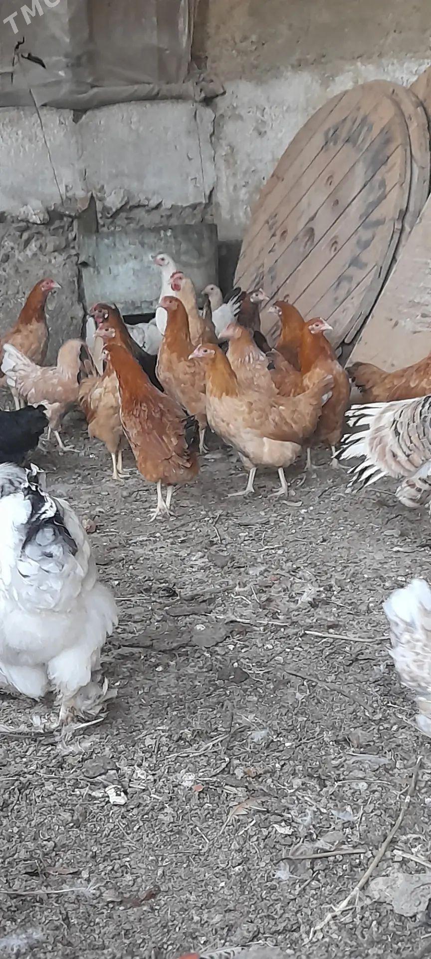 turkmen towuk - Гёкдепе - img 1