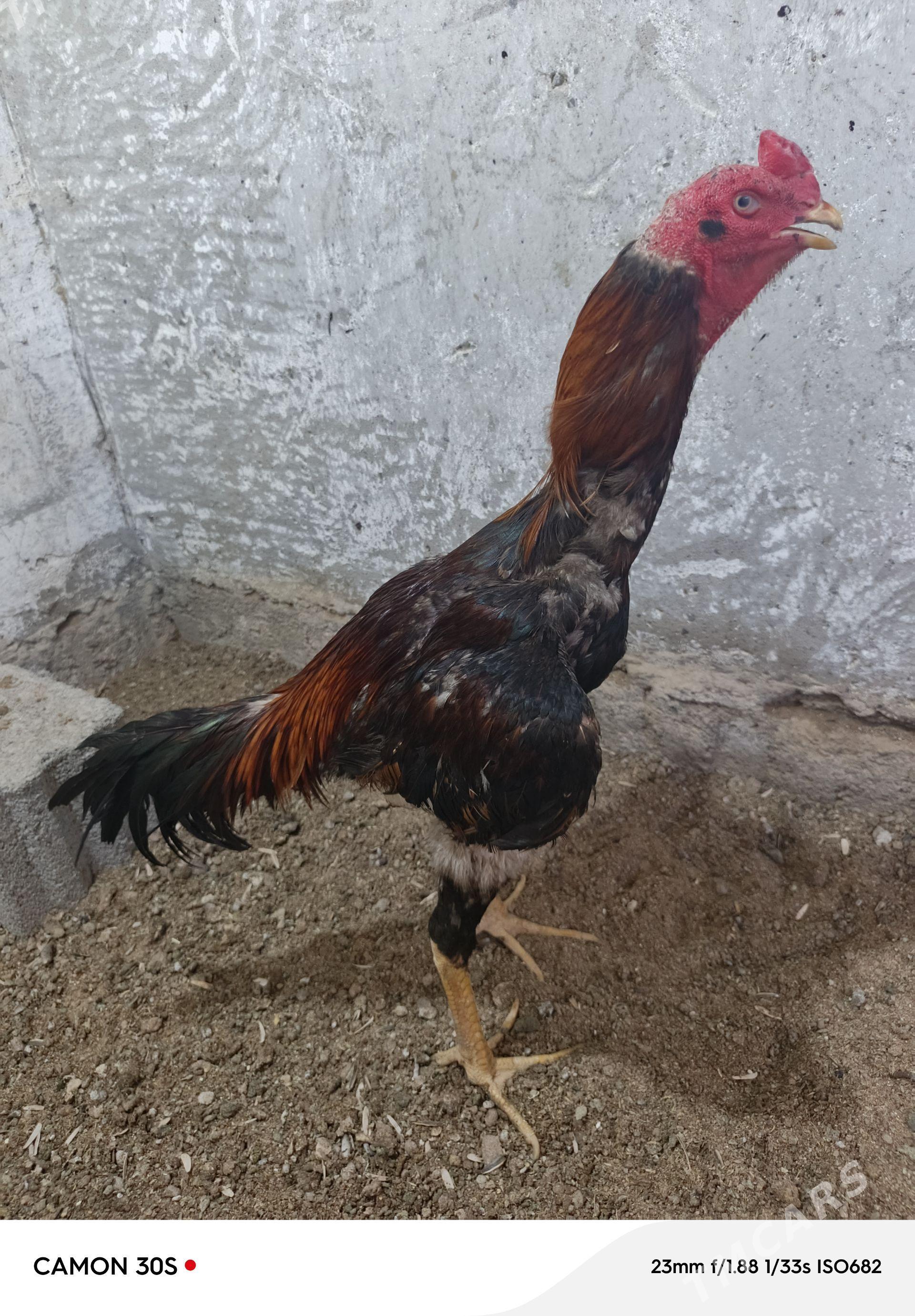 taskent horaz - Гёкдепе - img 1