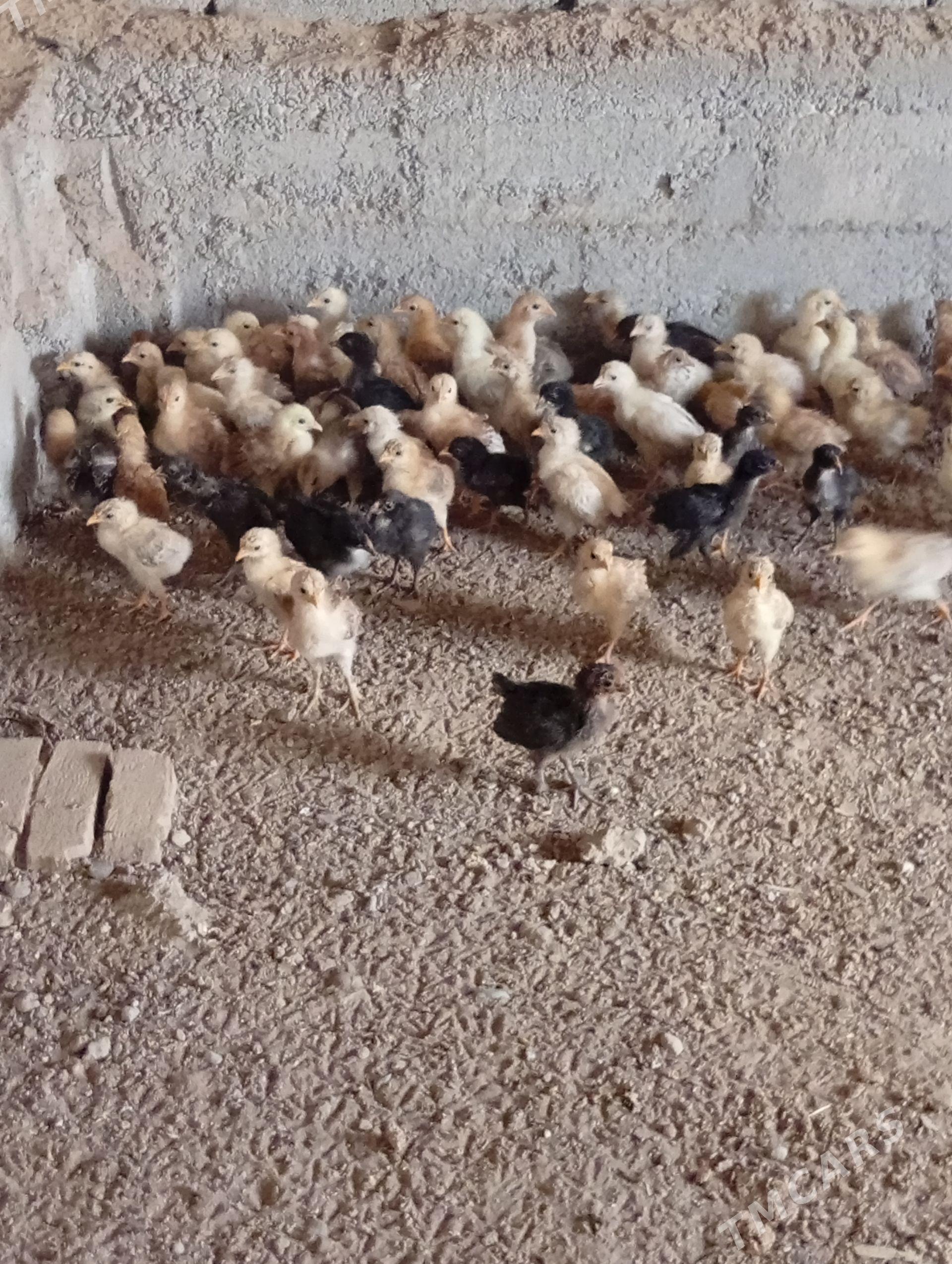 towuk juyjek - Çoganly - img 1