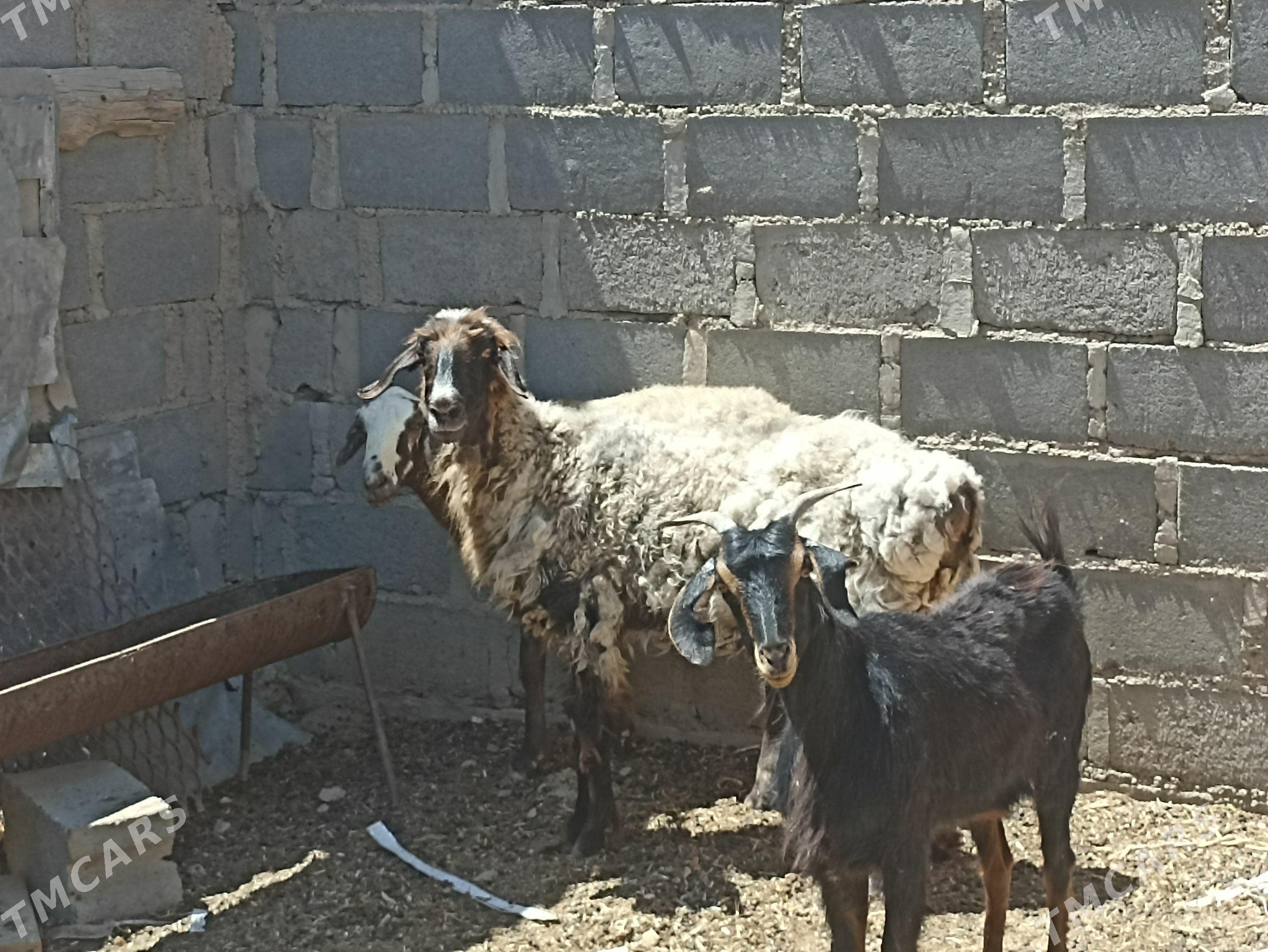 Goýun geçi - Гумдаг - img 1