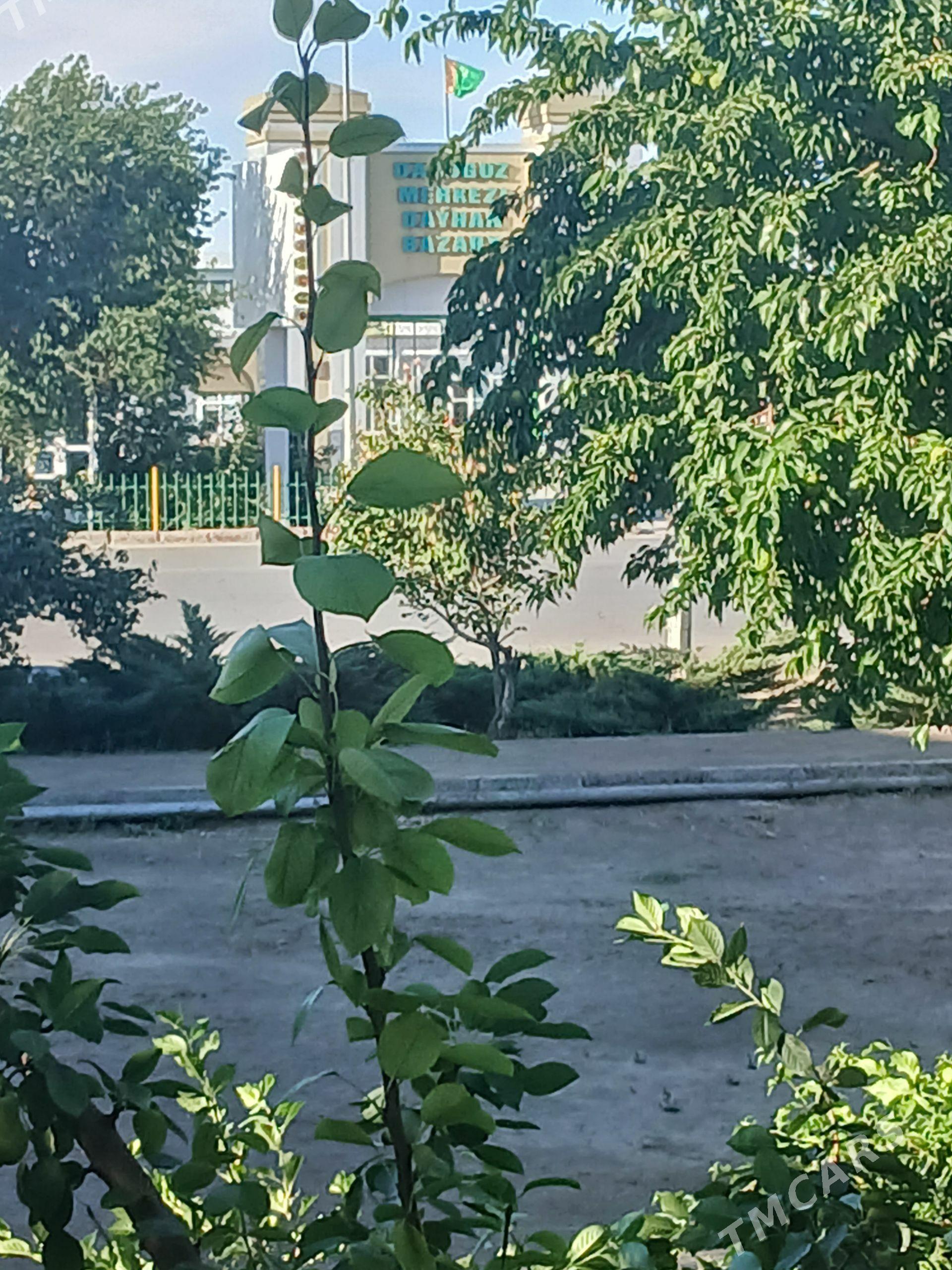 kwartira - Daşoguz - img 1