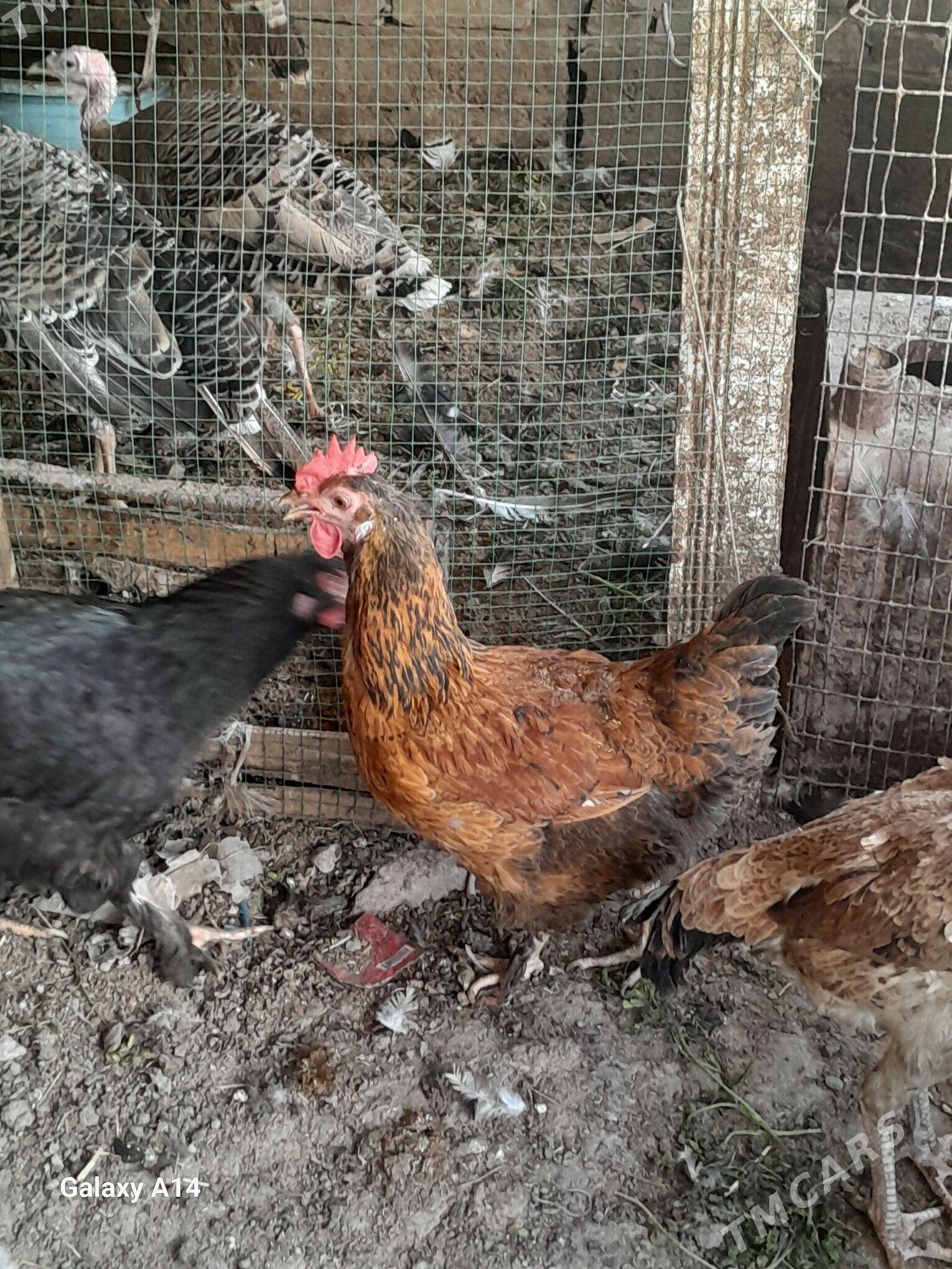 Gigant Broller towuk - Туркменабат - img 1