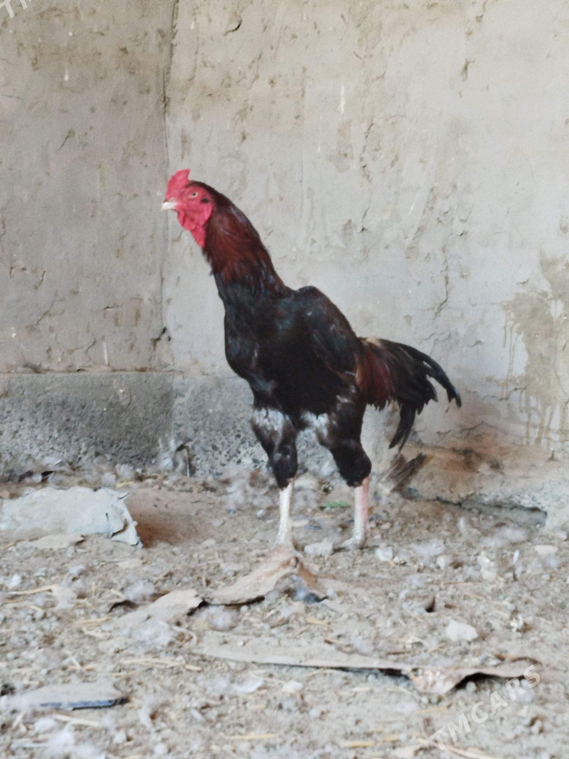 Taşkent horaz - Дянев - img 1