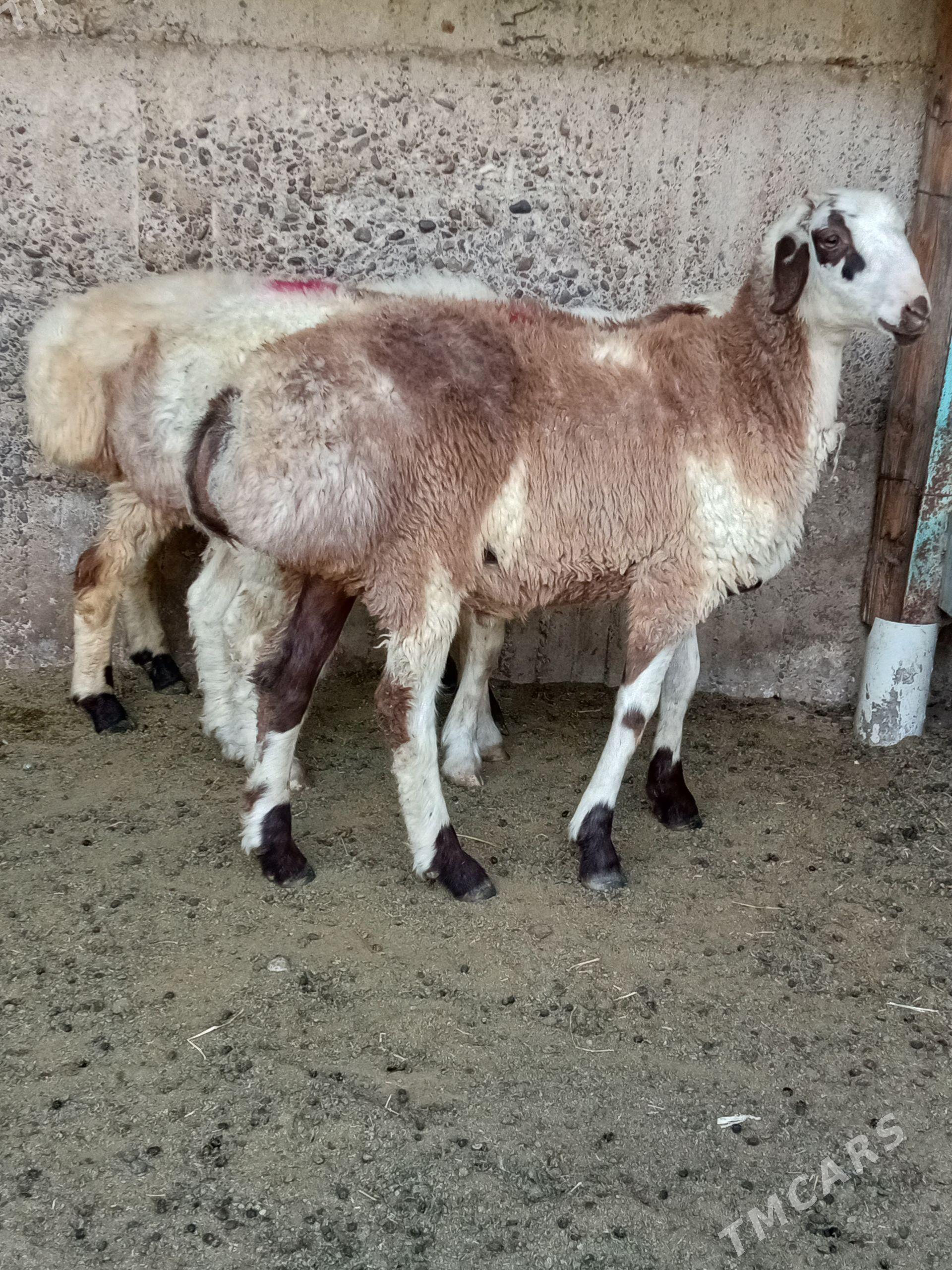 biçilen işşekler - Aşgabat - img 1