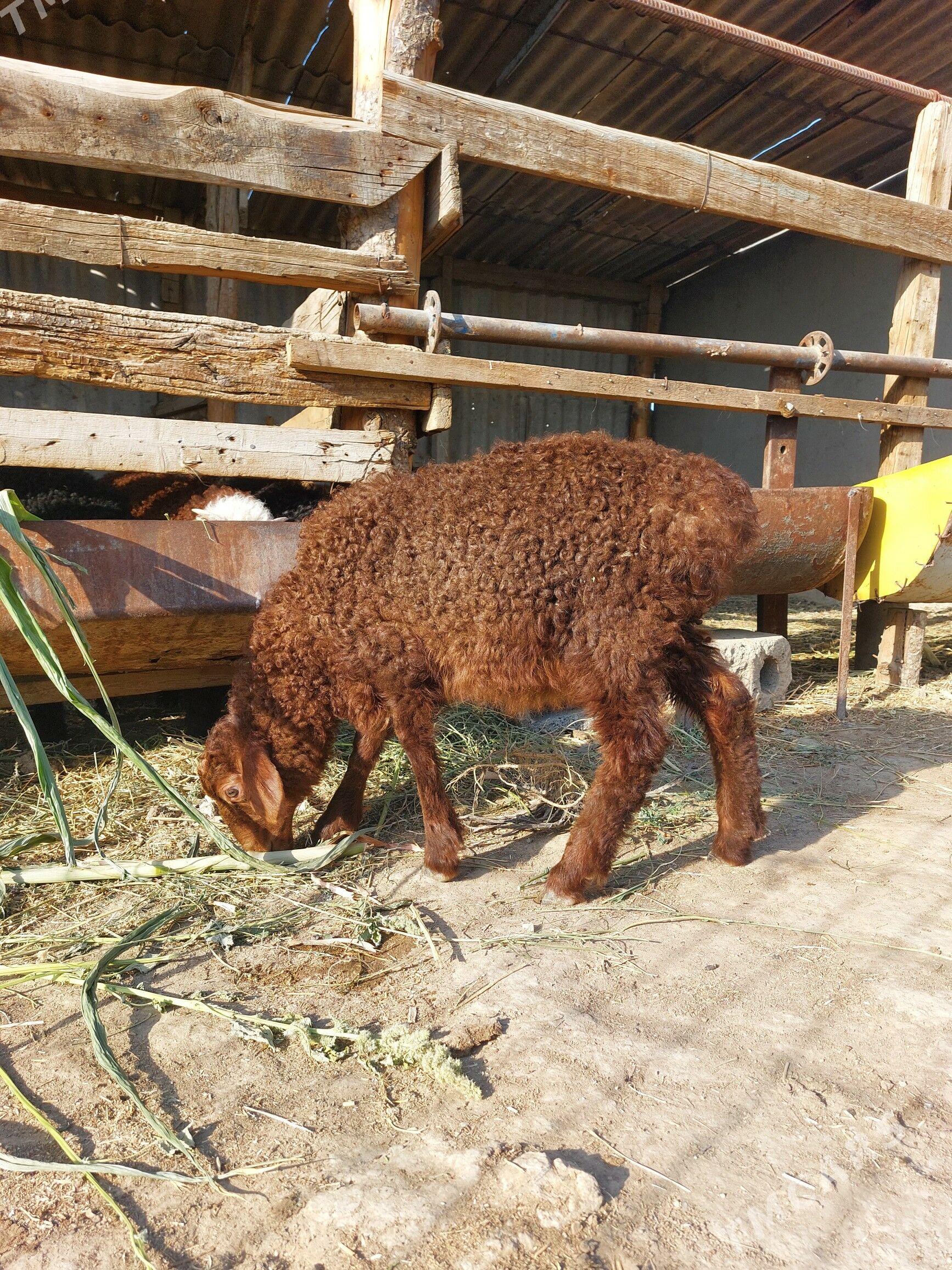 guzy - Gökdepe - img 1