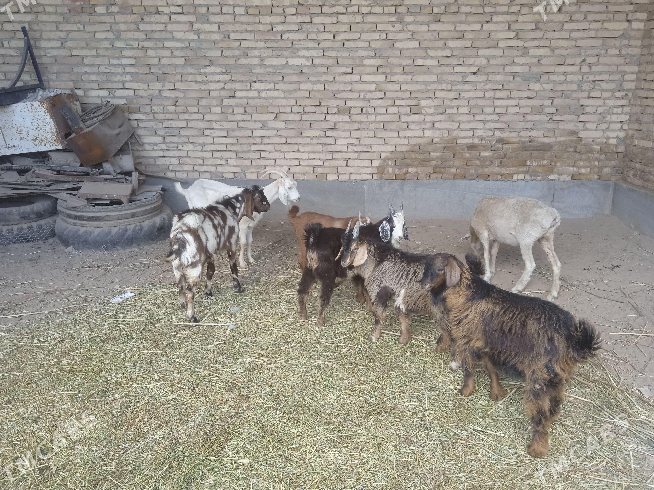 owlakly geçi we owlaklar - Farap - img 1