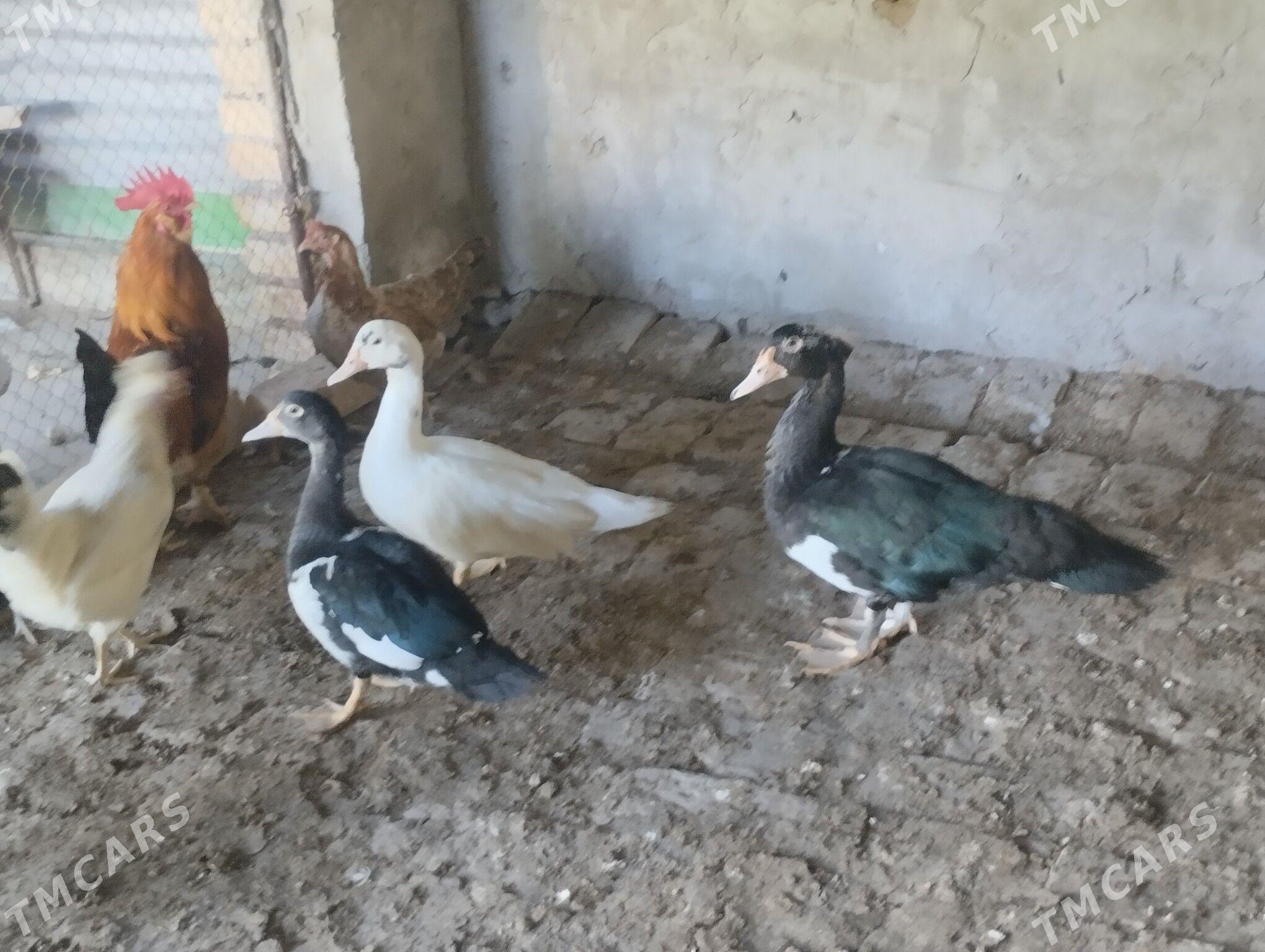 ördek - Türkmenabat - img 1