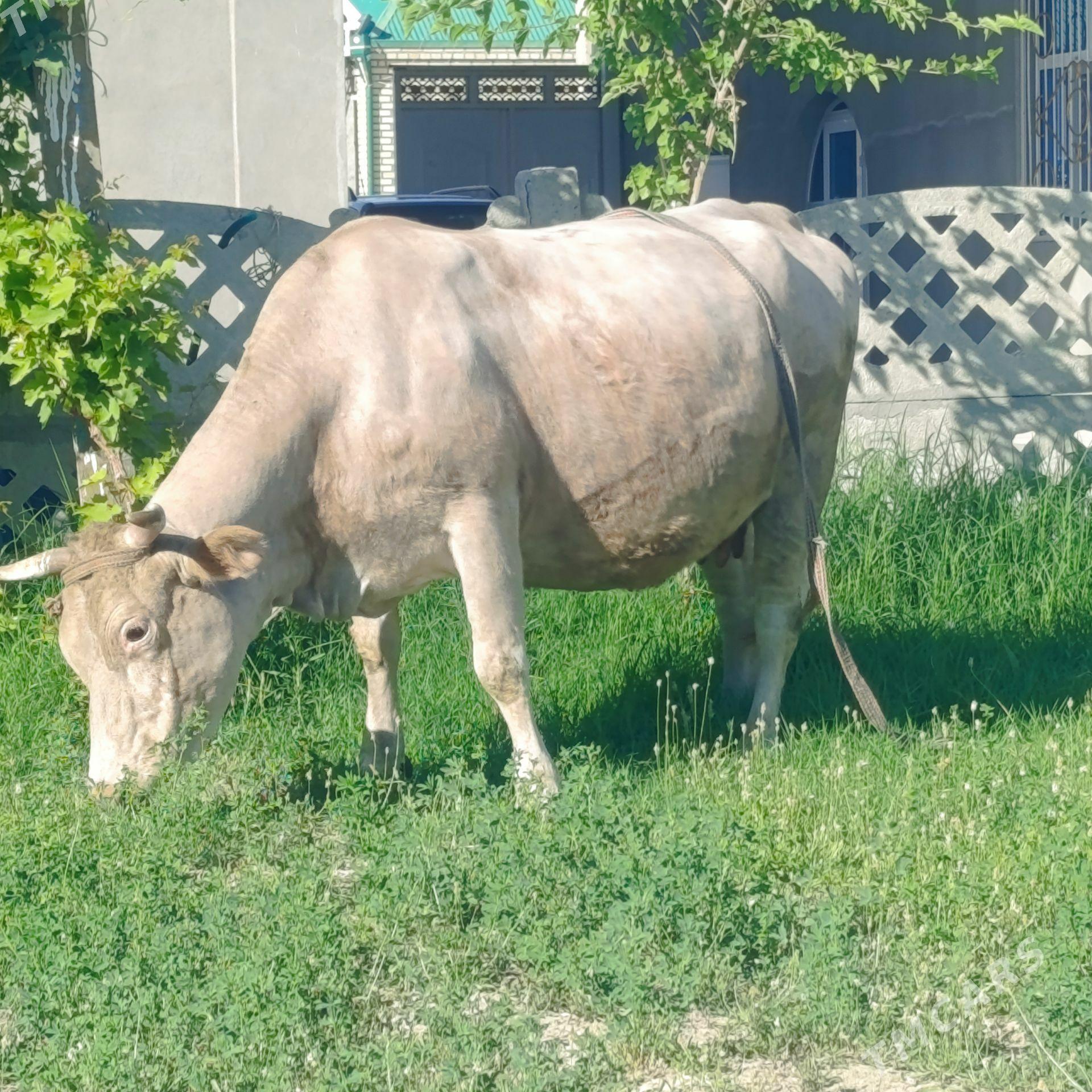 Bogaz sygyr - Бахарден - img 1