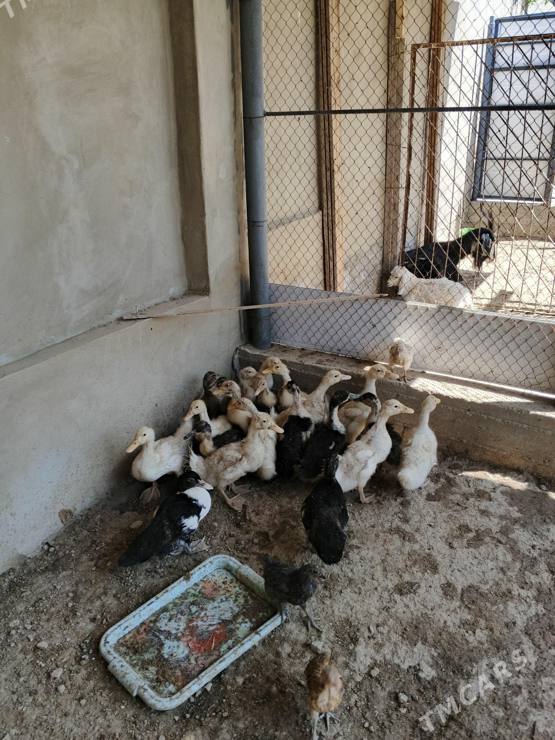 Ordek - Balkanabat - img 1