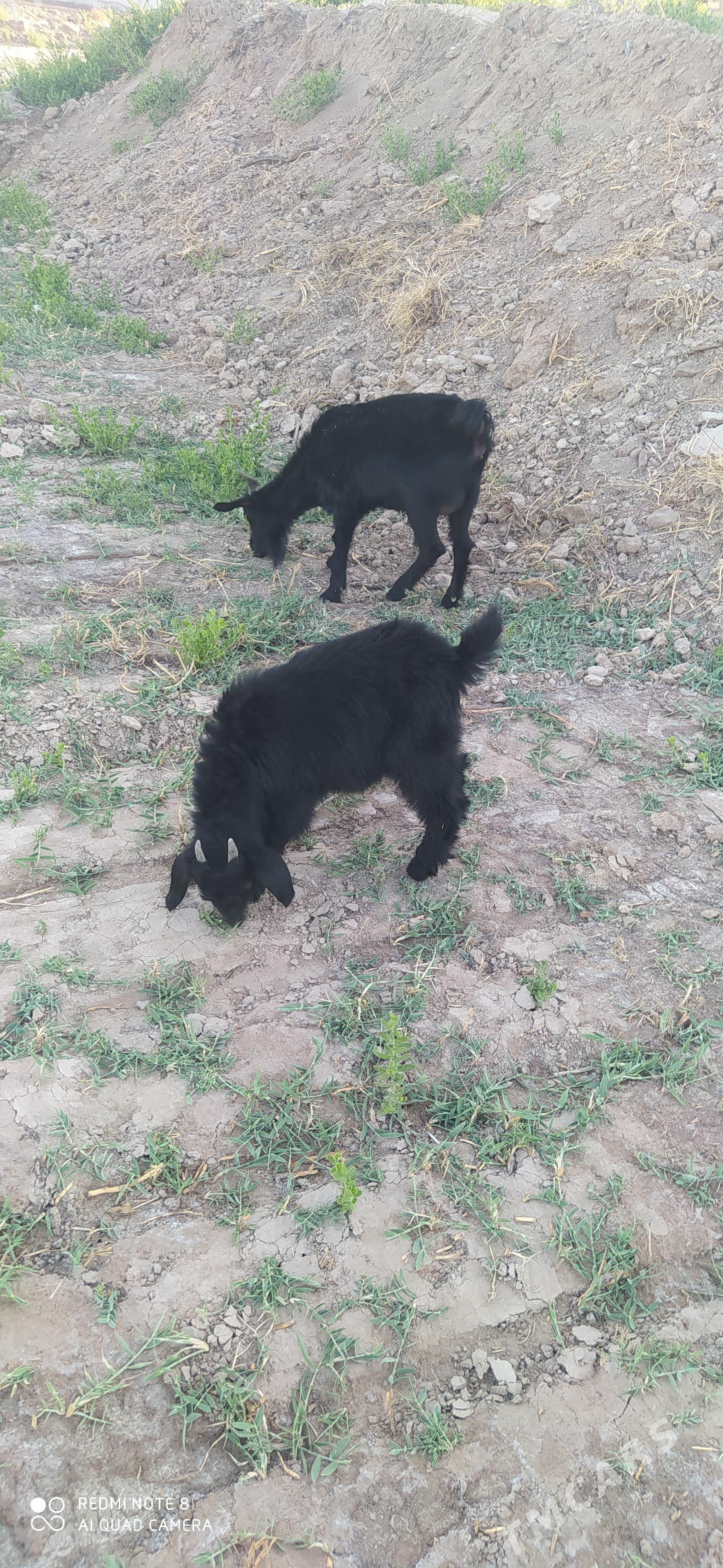 Geci - Daşoguz - img 1
