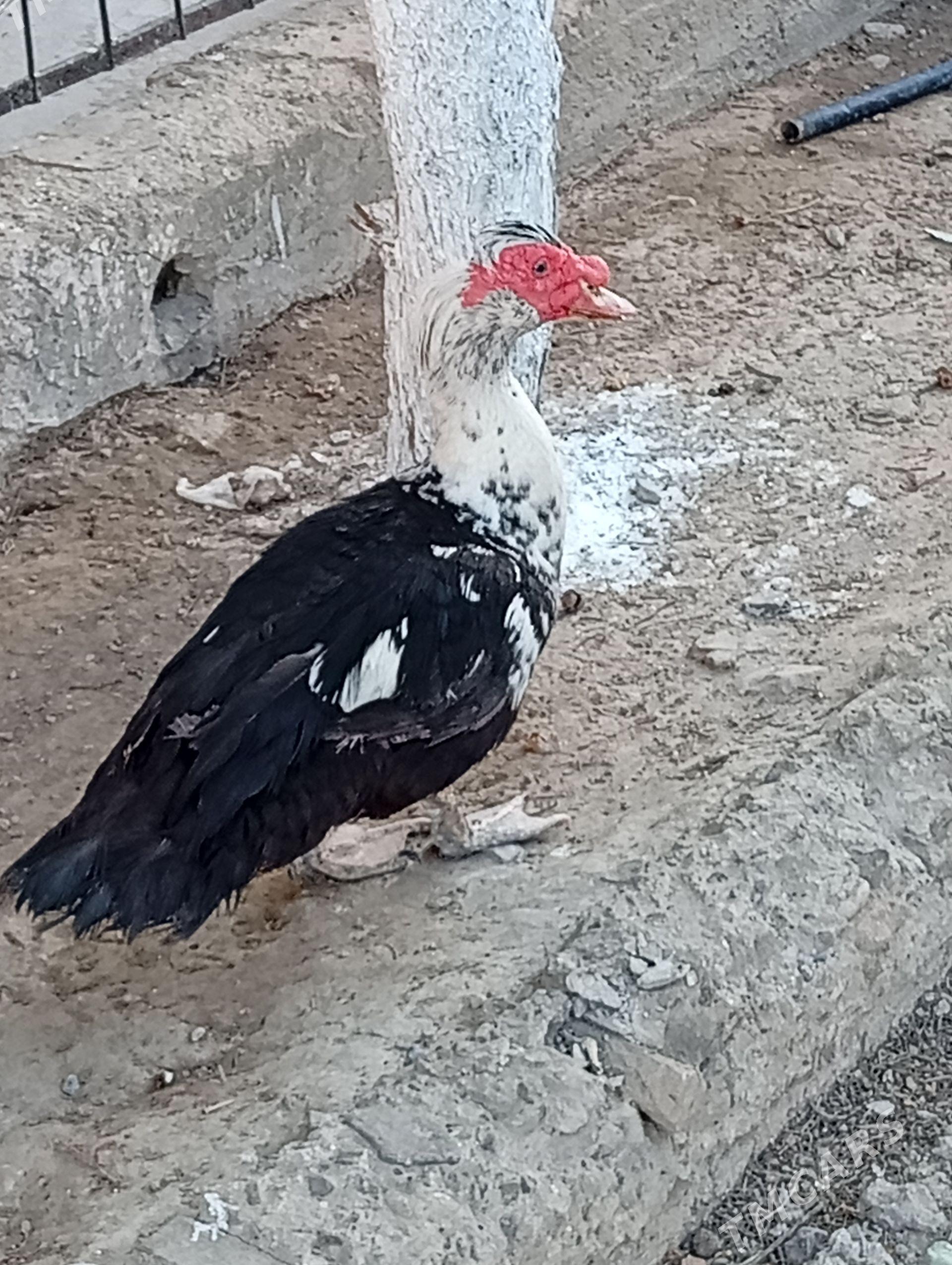 Erkek indawutga - Gyzylarbat - img 1