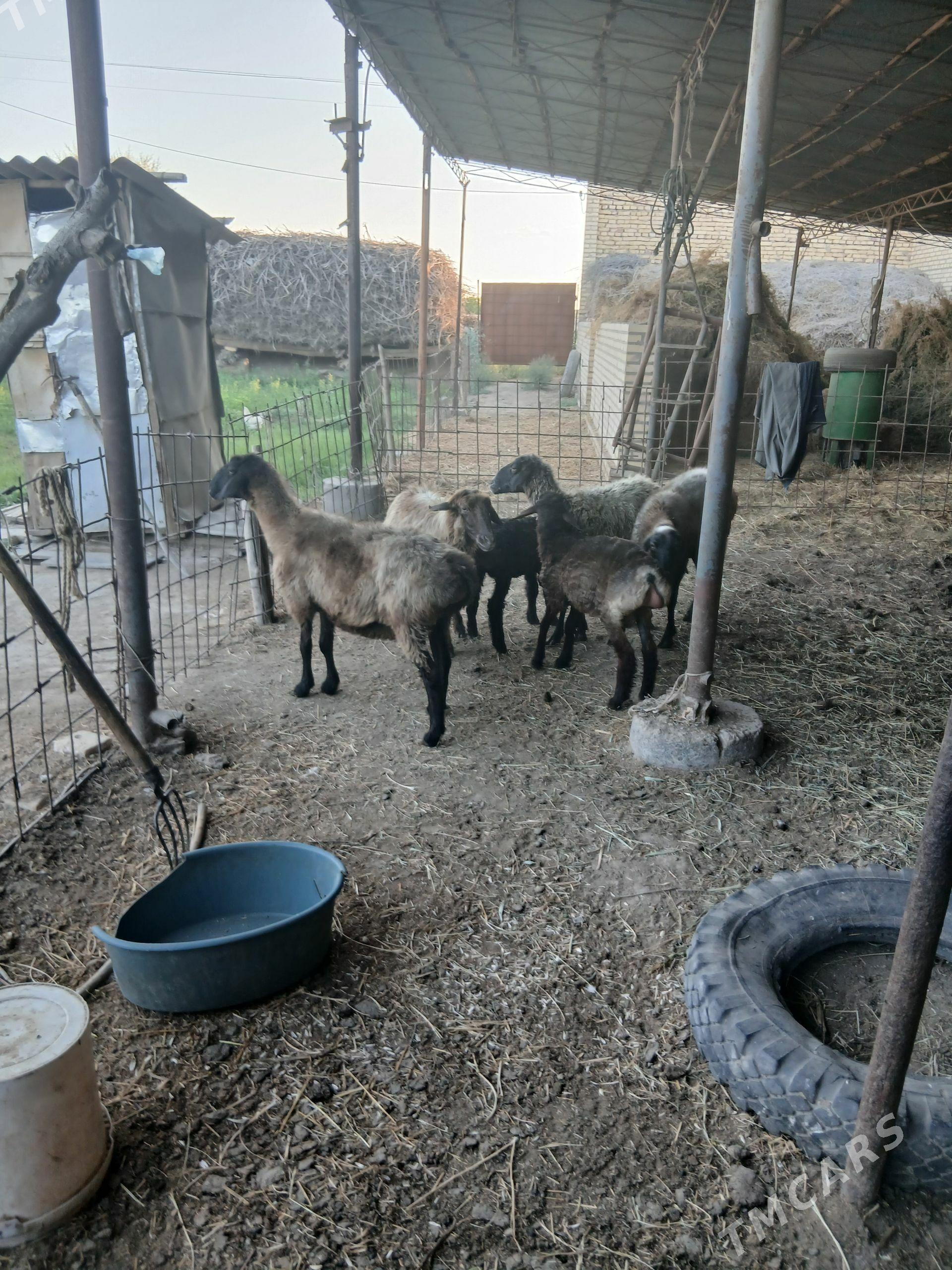 GOÝUNLAR. - Halaç - img 1