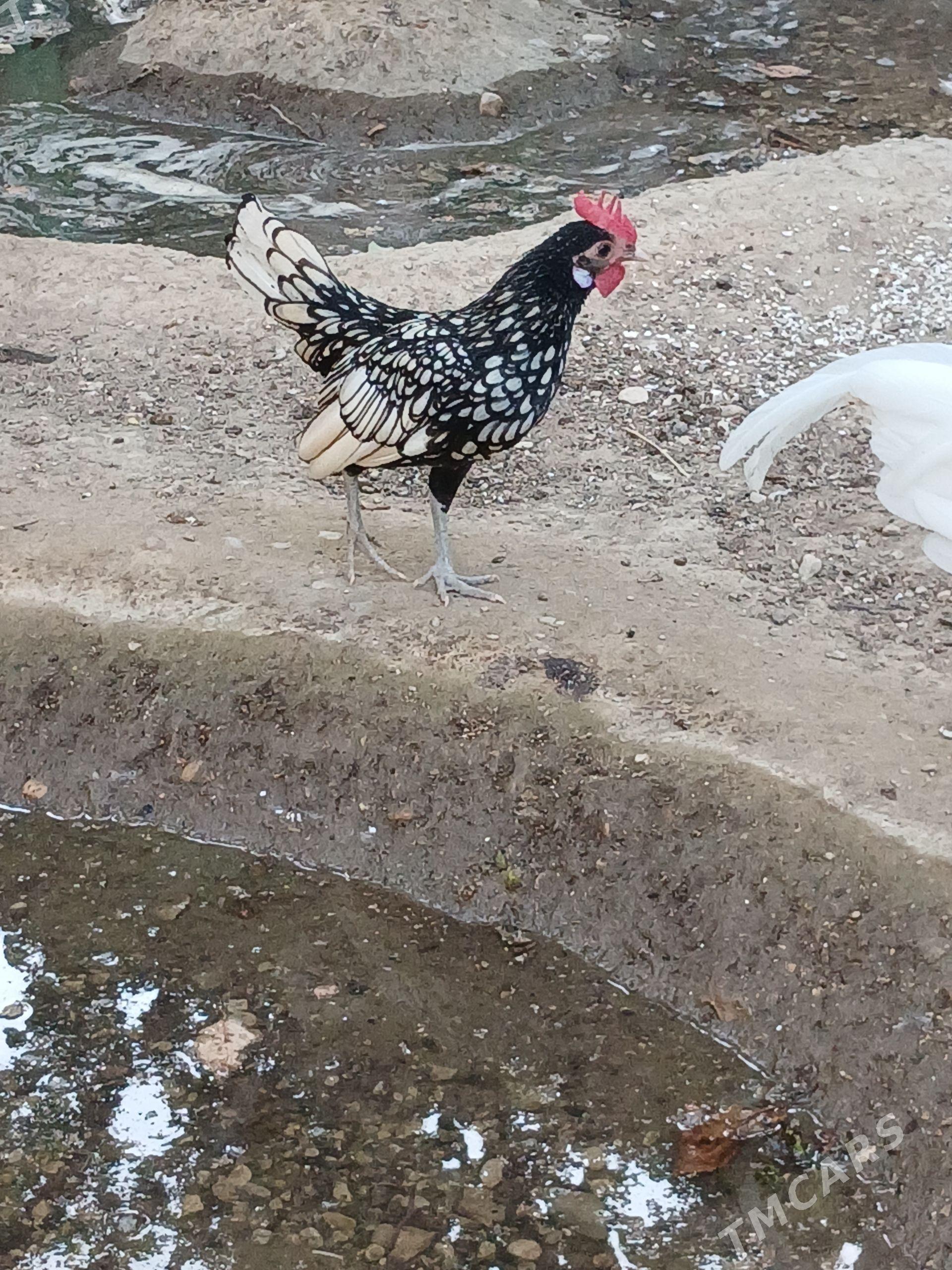 karlik horazlar - Balkanabat - img 1