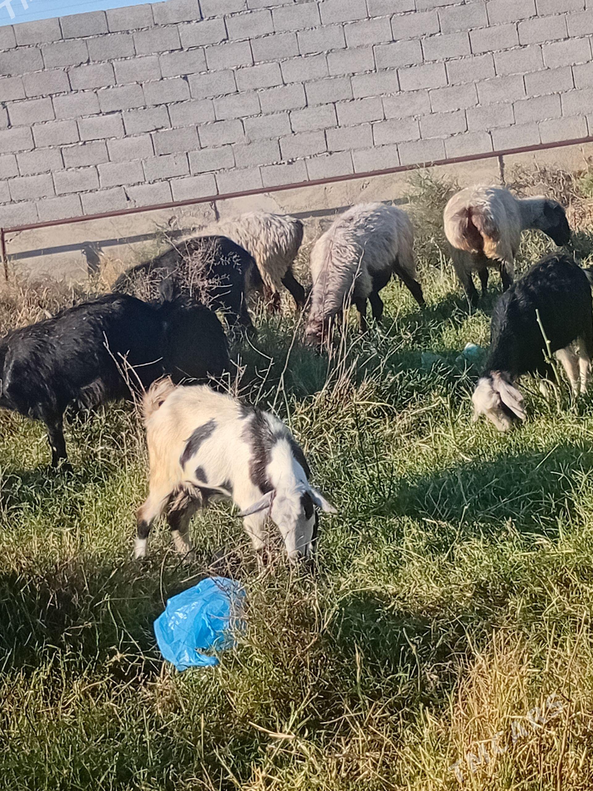dog - Бахарден - img 1