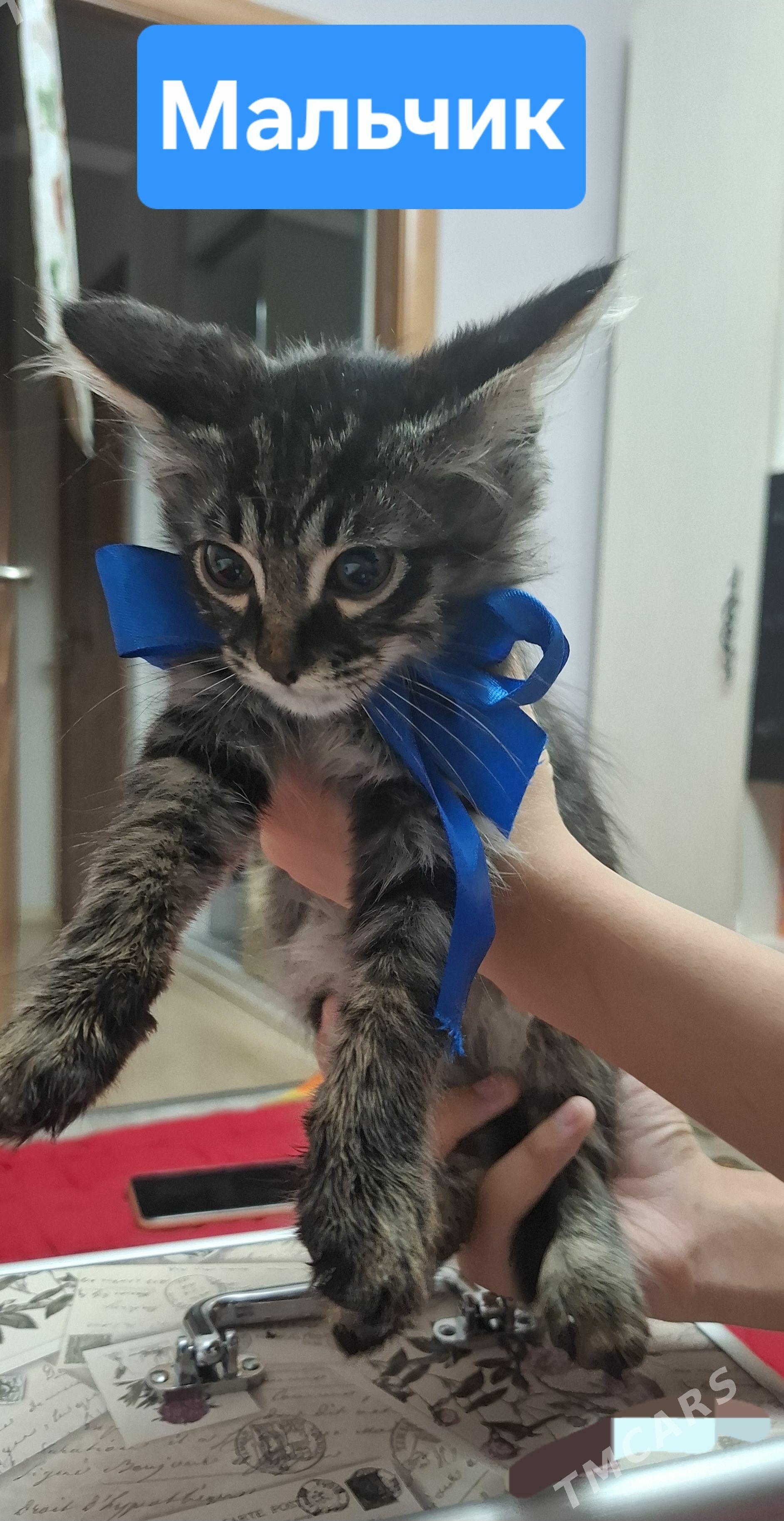 Котята - Kim raýon - img 1