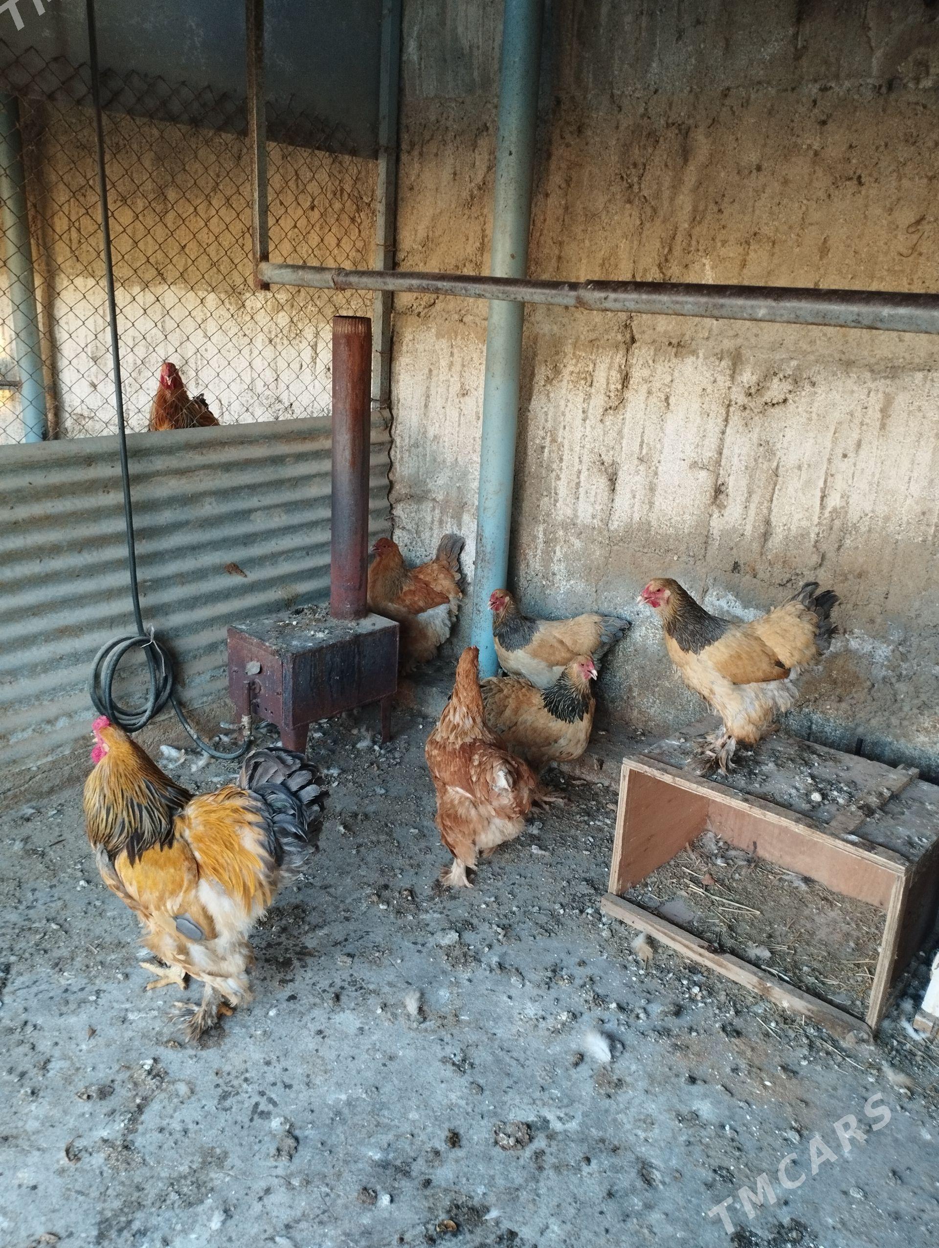 brama yumurtga - Garadamak Şor - img 1