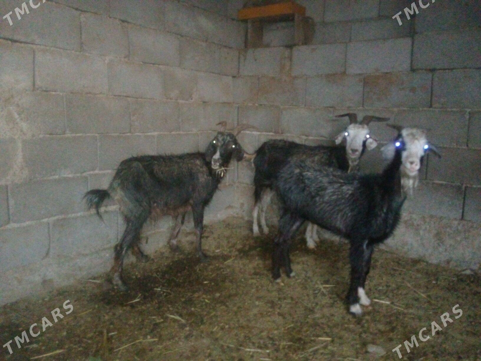 GEÇI - Bäherden - img 1