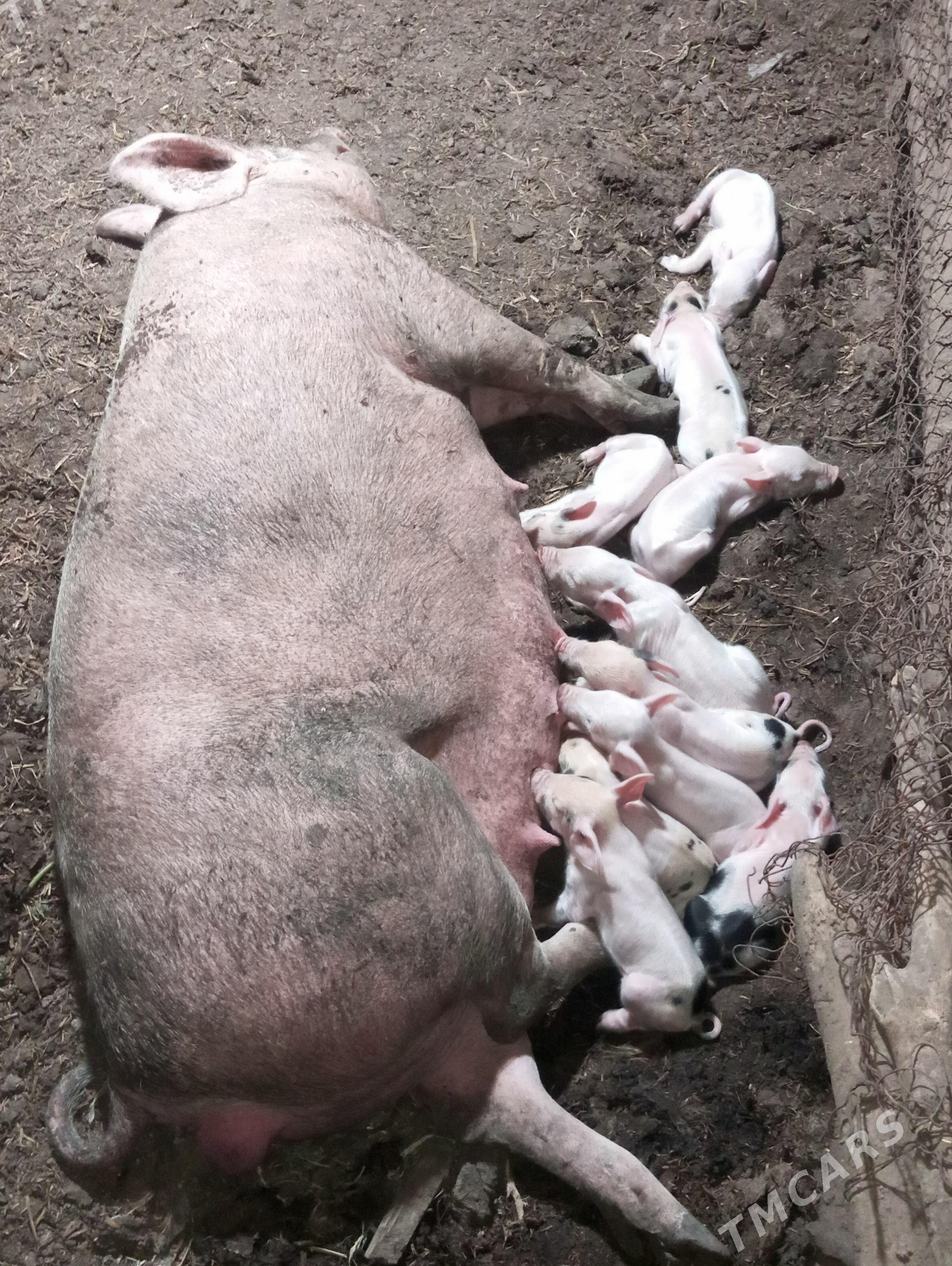 donuz - Çärjew - img 1