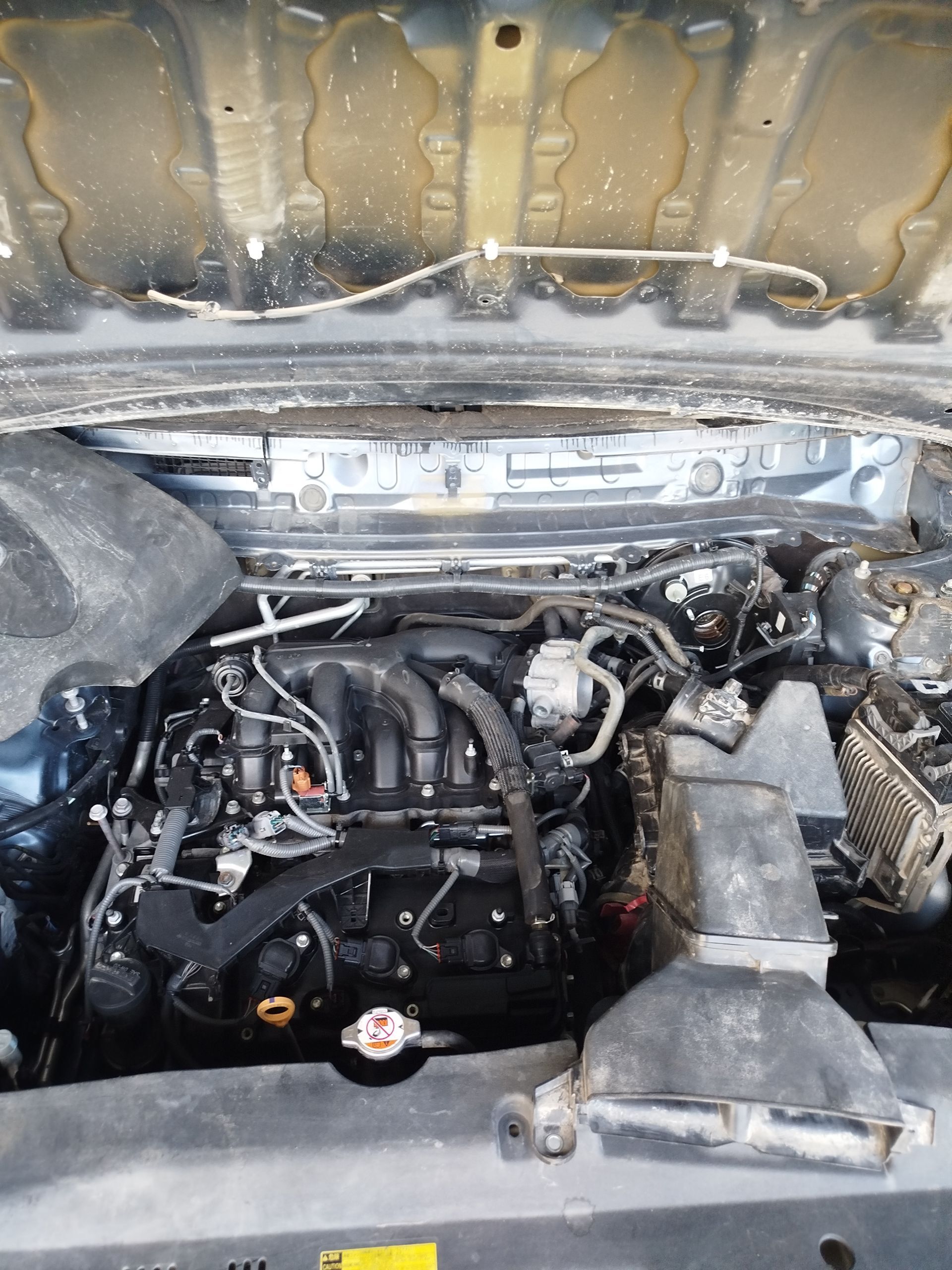 Haylander morda 2019 20 000 TMT - Aşgabat - img 1