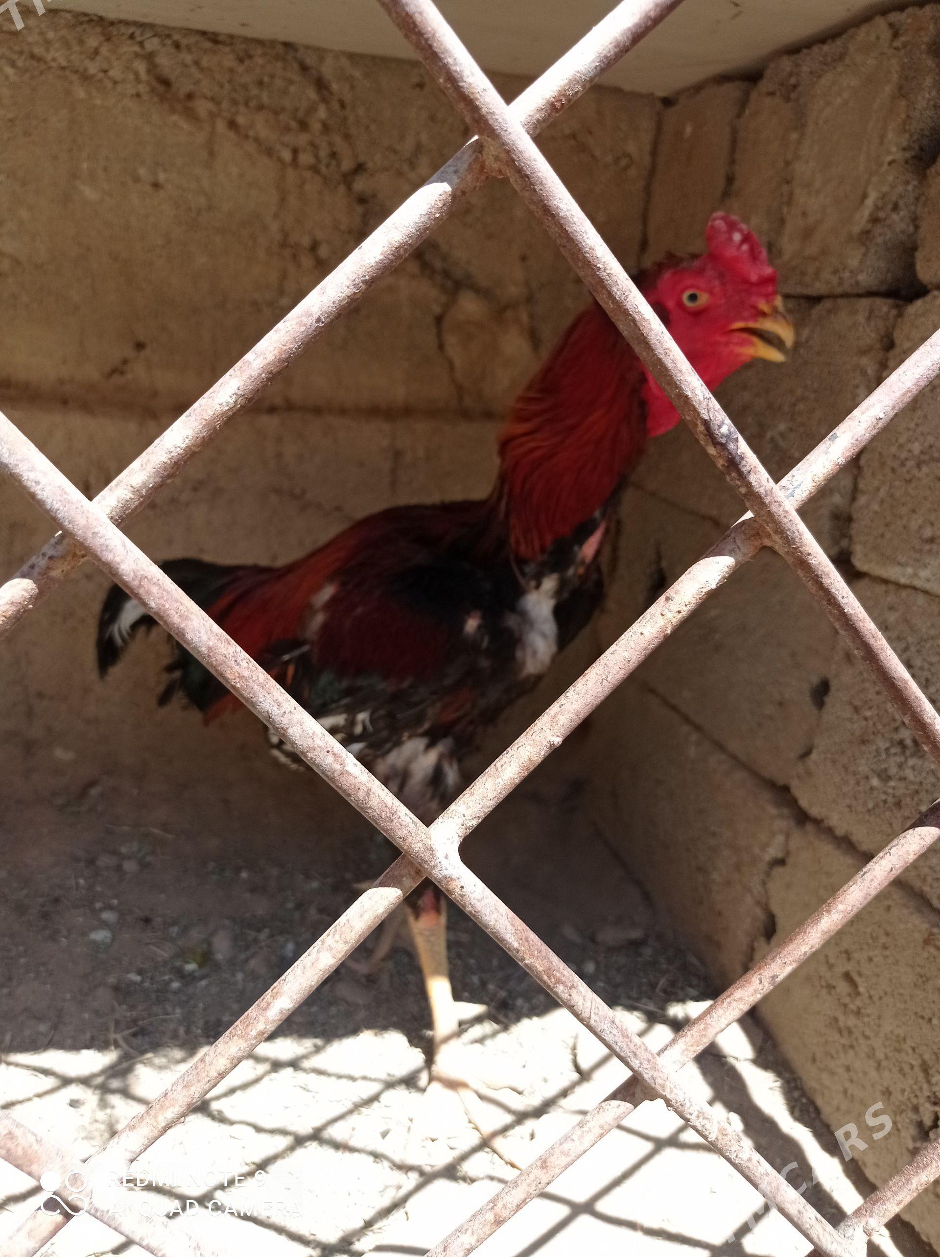 Taşkent horaz - Aşgabat - img 1