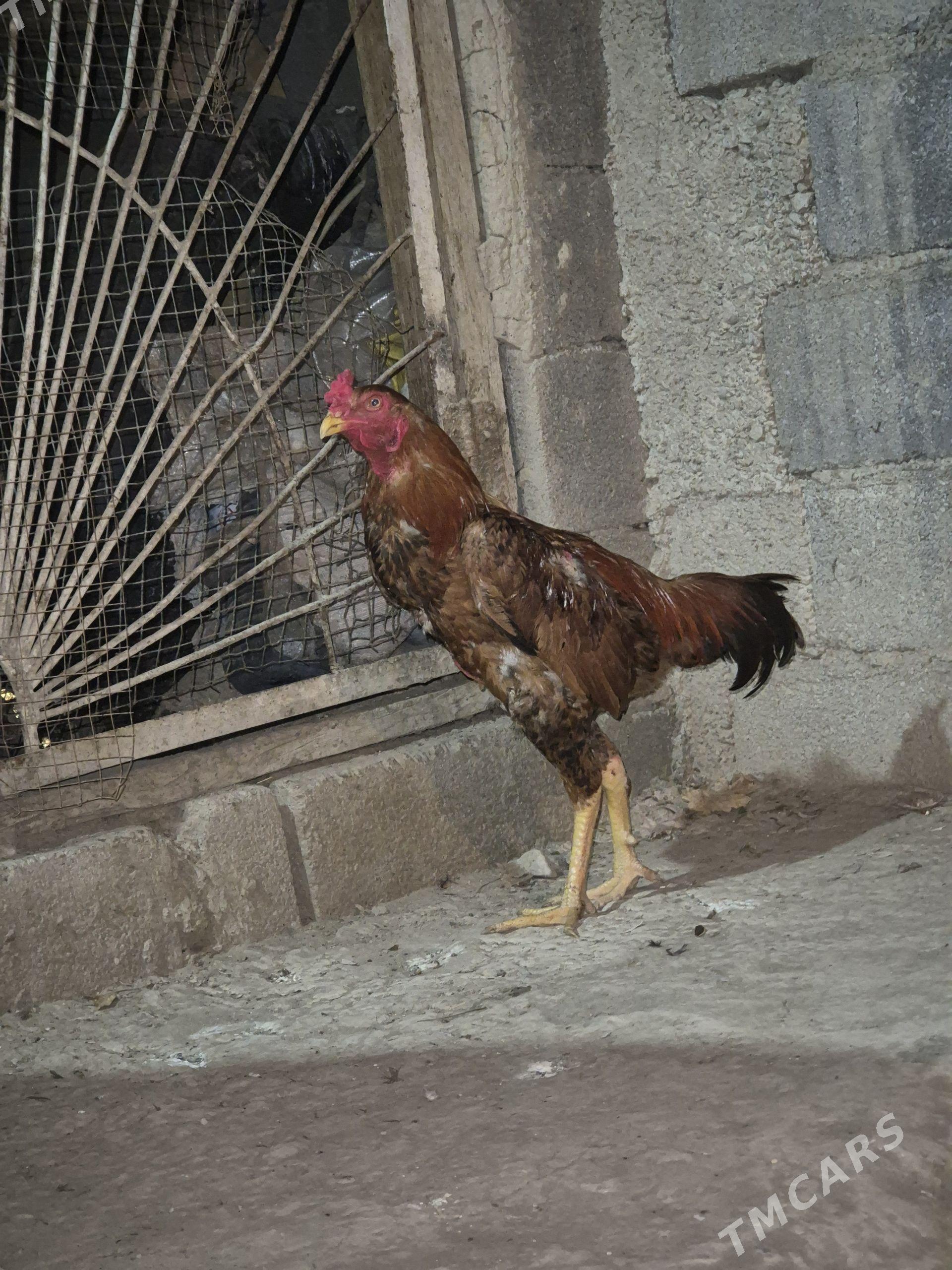 taşkent - Köşi - img 1