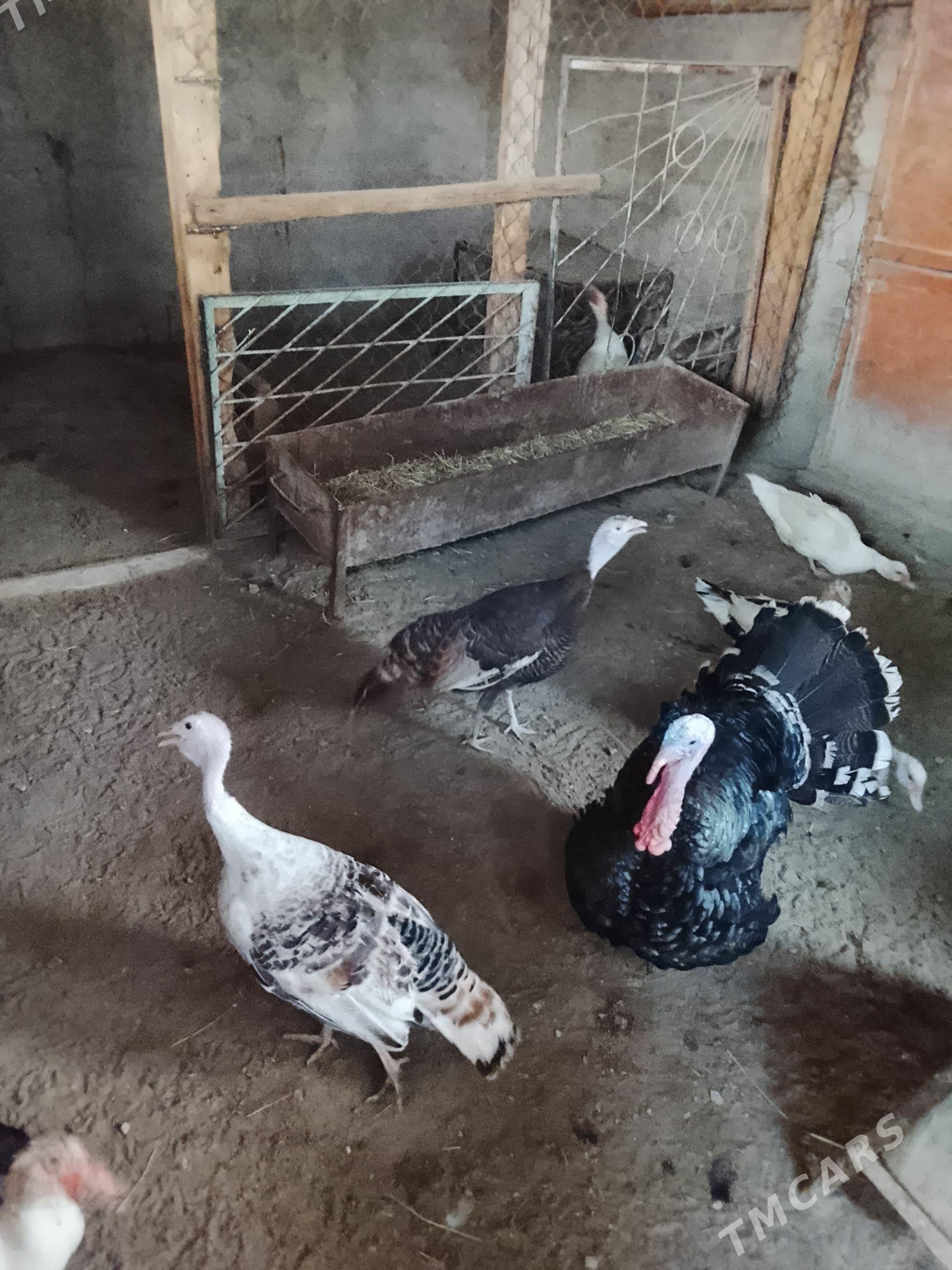 İnduk - Balkanabat - img 1