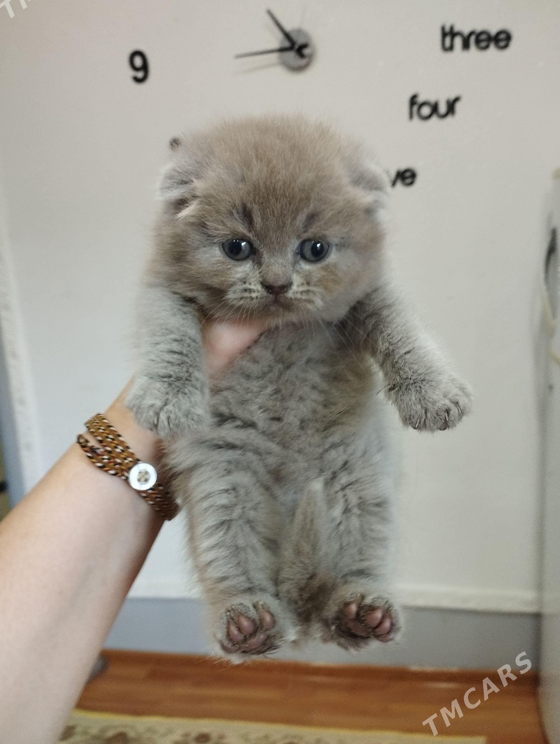 котята шотландские - Ашхабад - img 1