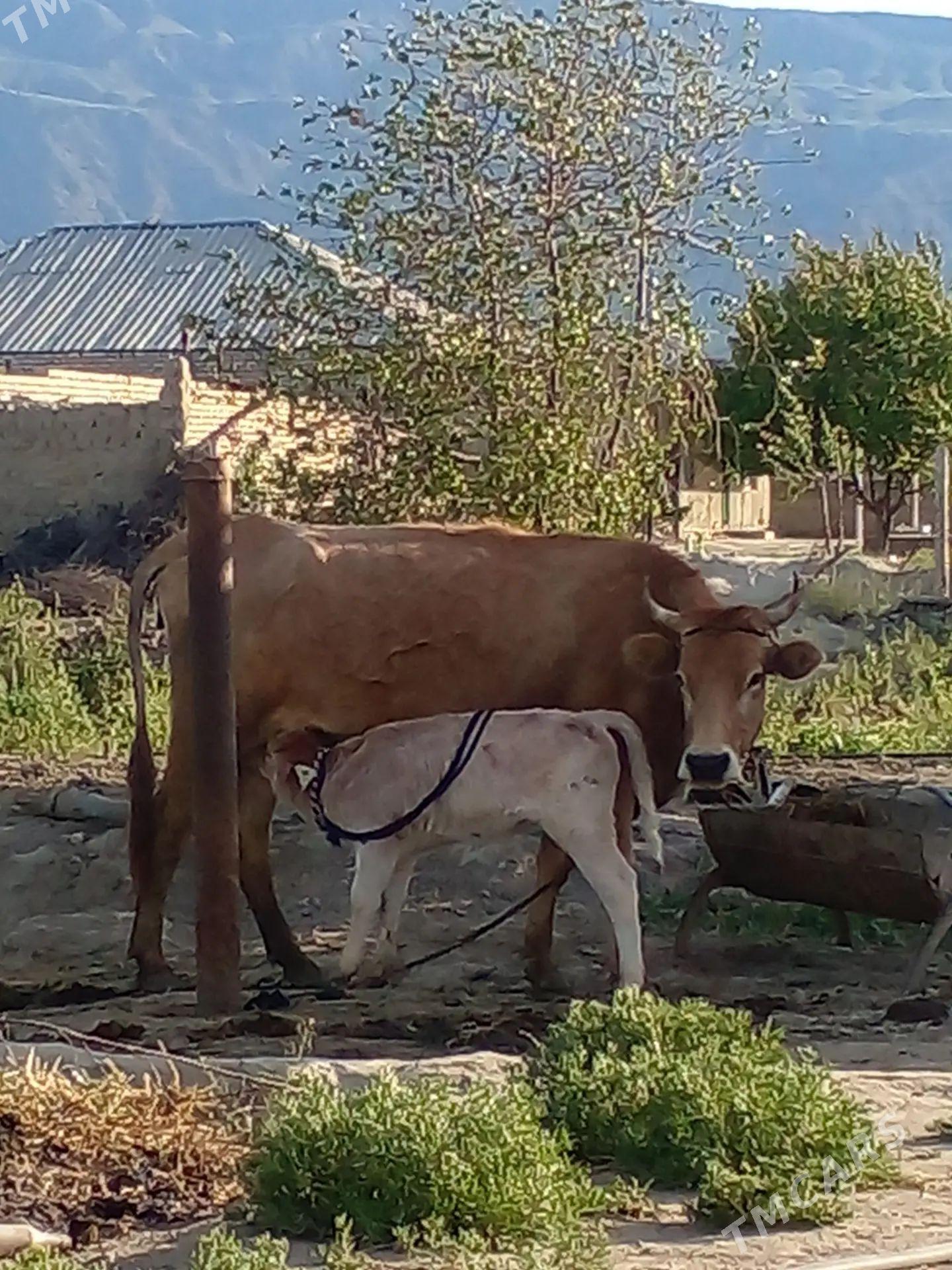 gölgeli sygyr - Бахарден - img 1